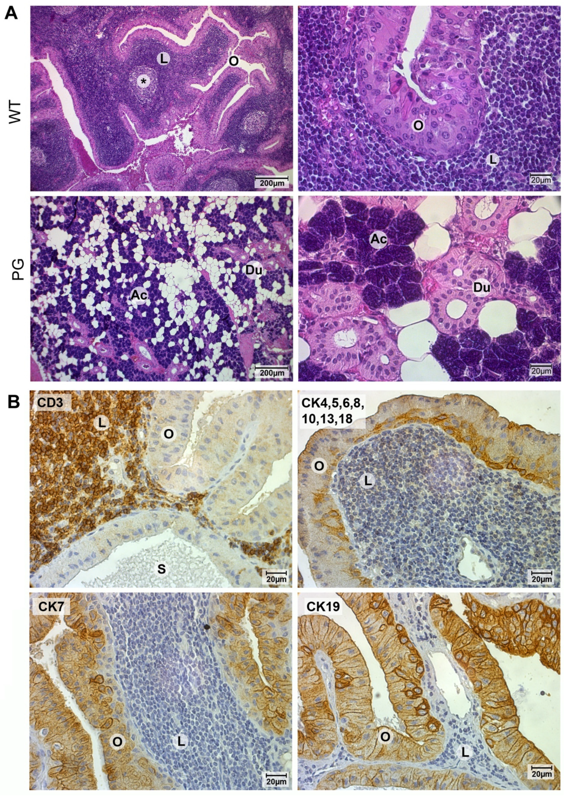Cancers 12 01112 g001 Cancers 12 01112 g001