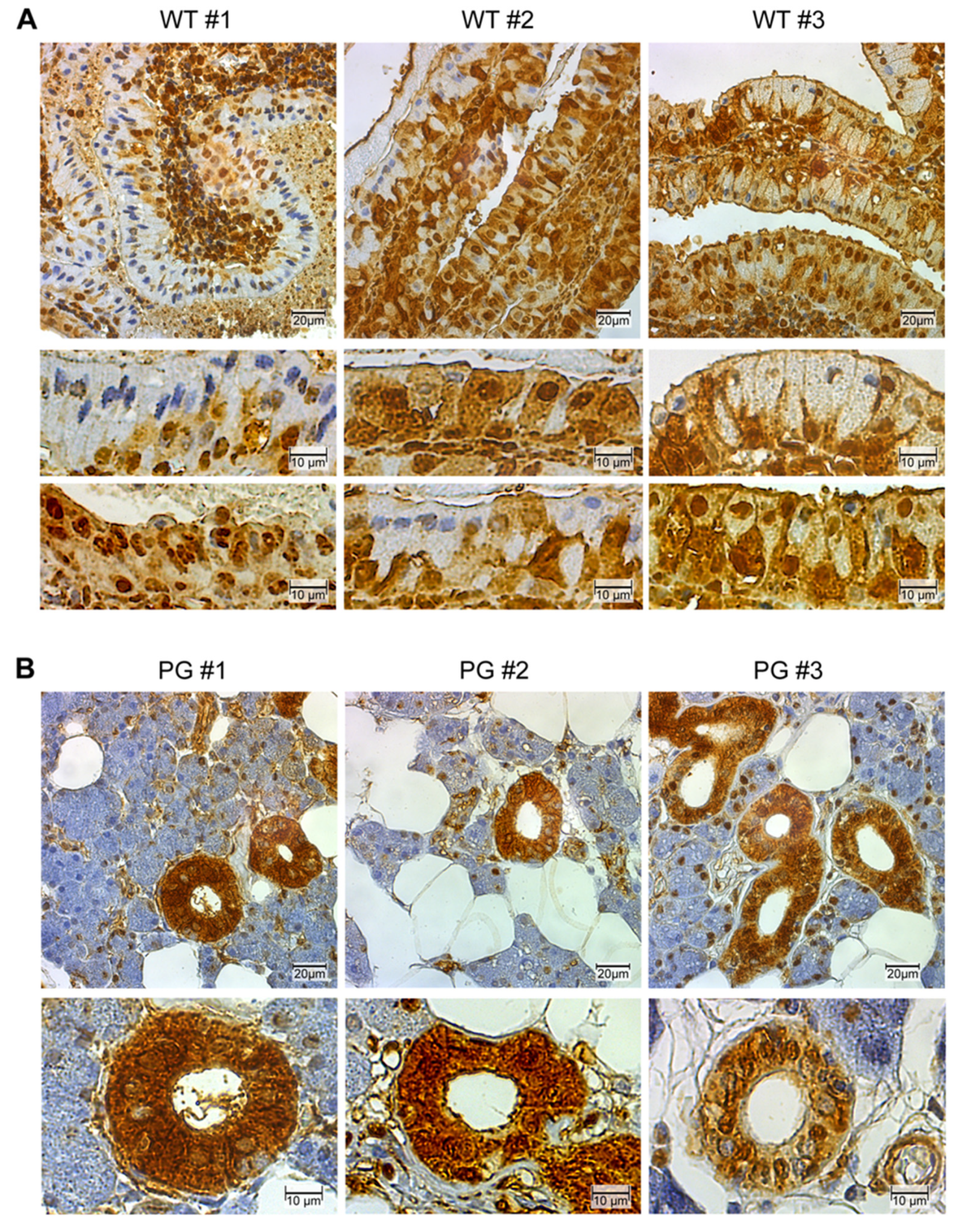 Cancers 12 01112 g002 Cancers 12 01112 g002