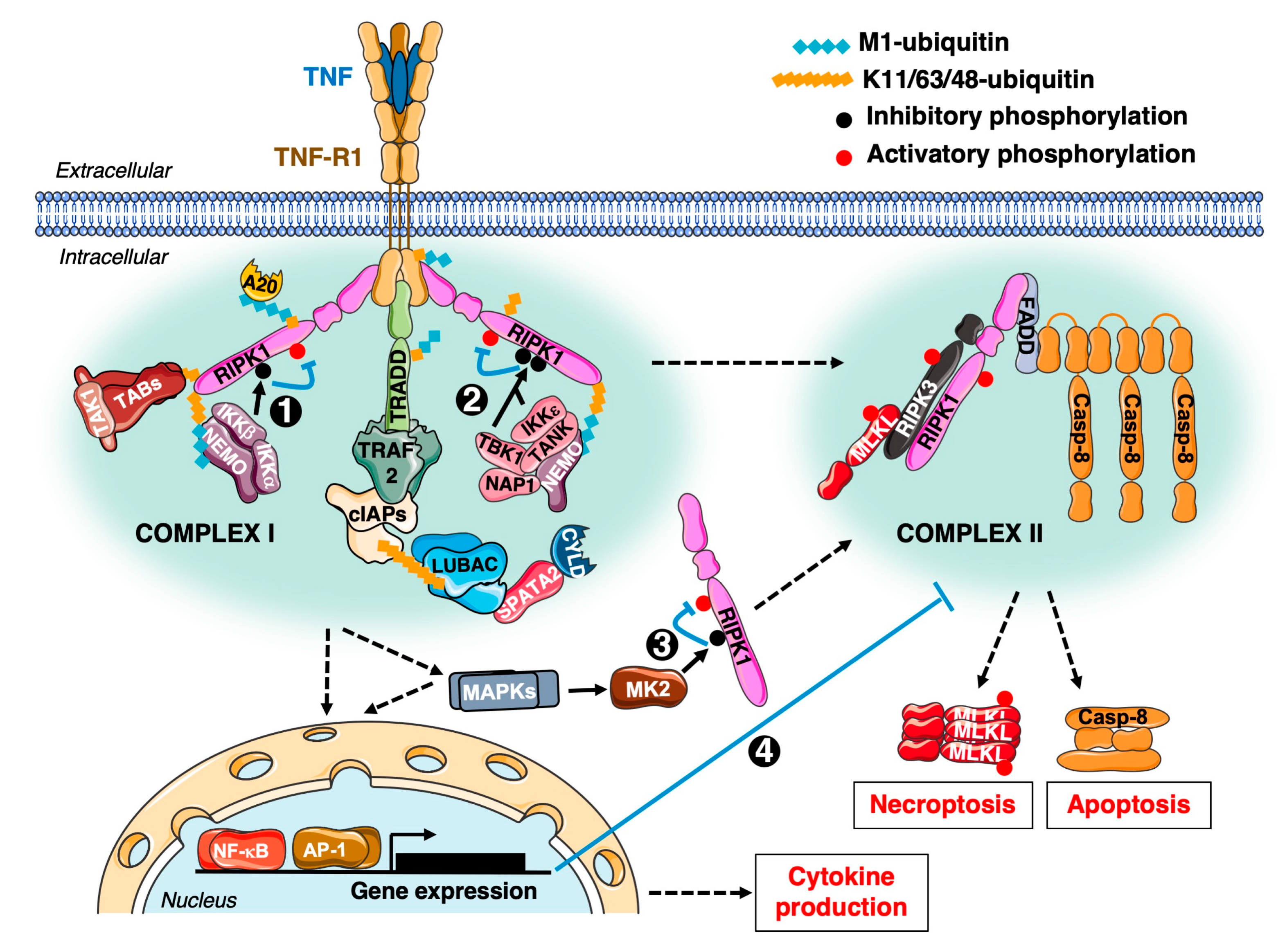 Cancers 12 01113 g001