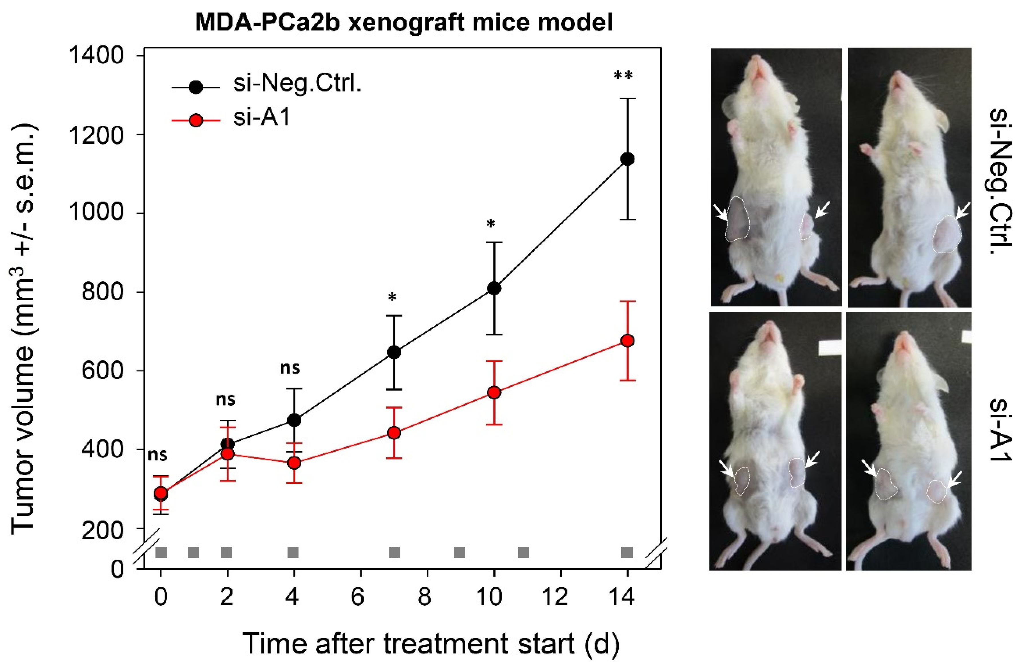 Cancers 12 01122 g006