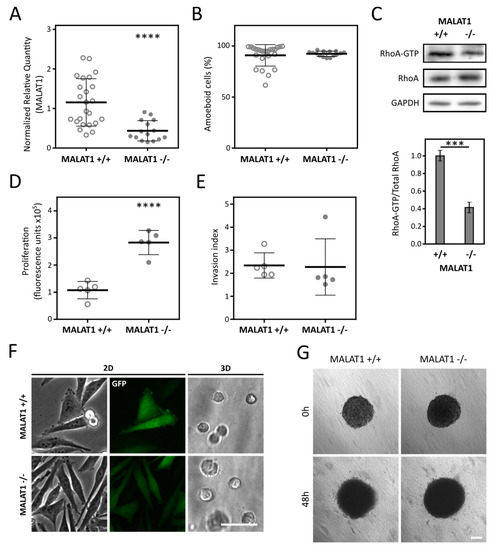 Increased Level of Long Non-Coding RNA MALAT1 Is a Common Feature of ...