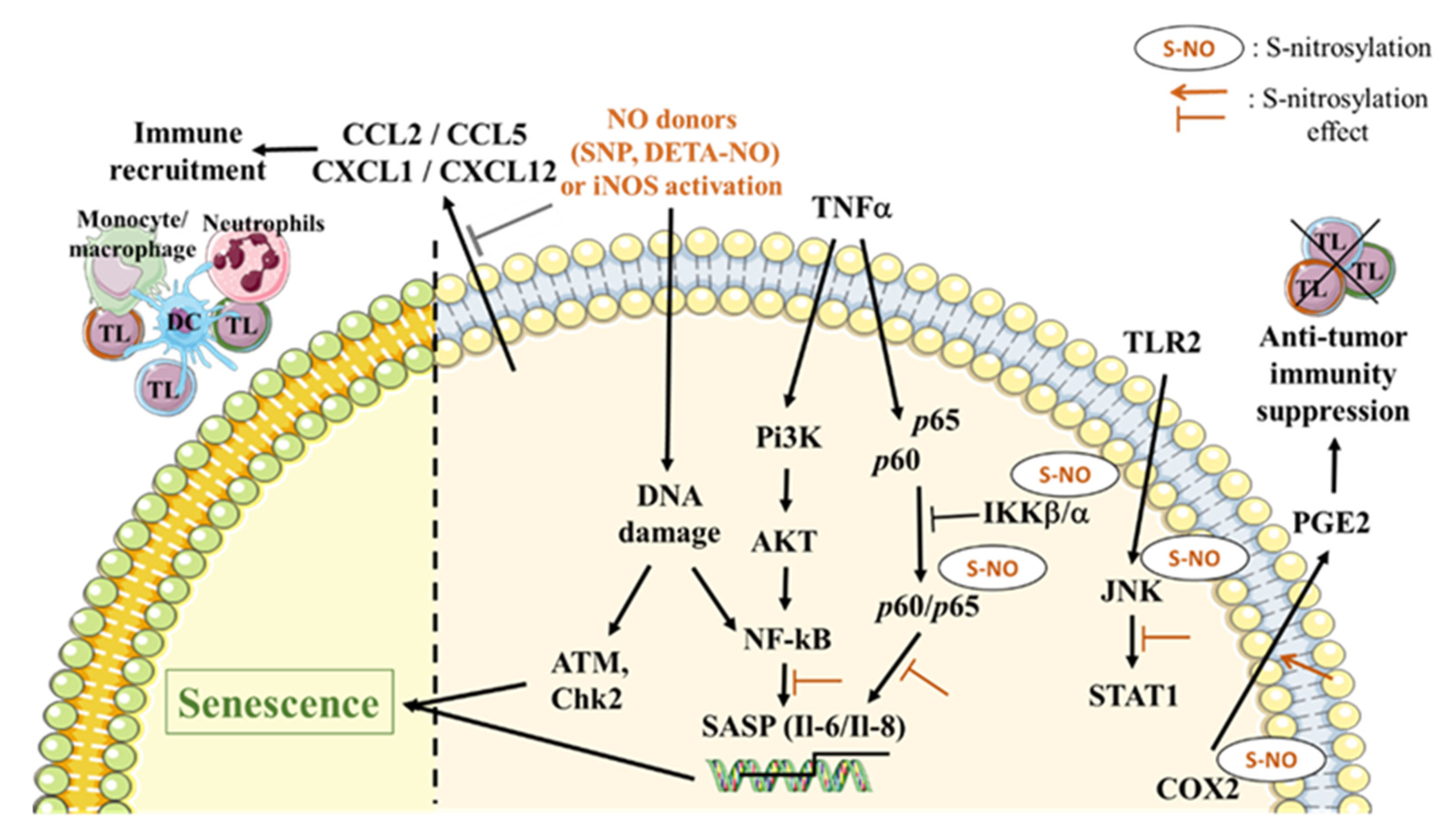 Cancers 12 01145 g001 Cancers 12 01145 g001