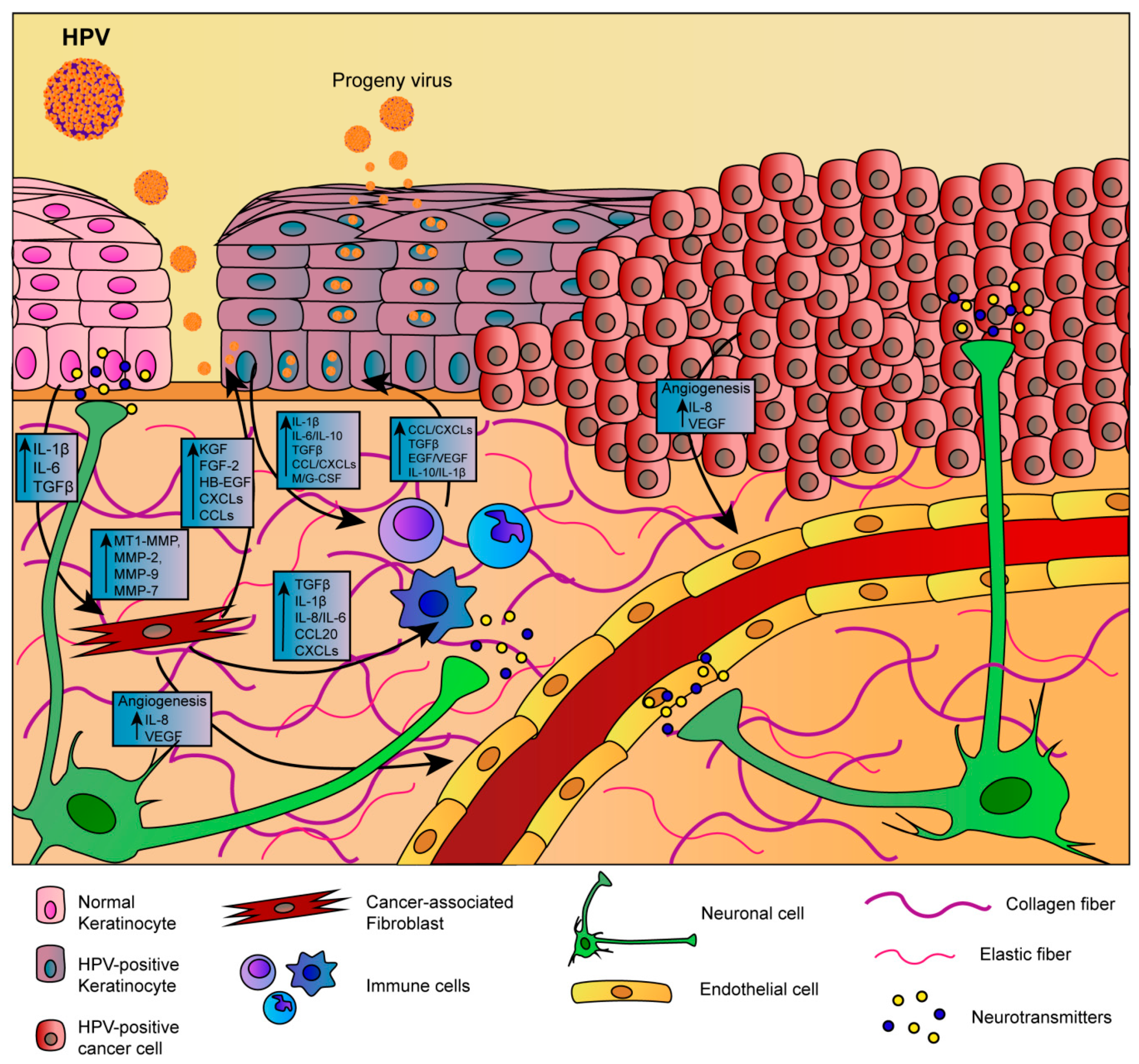 hpv cancer m nd