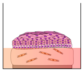 Cancers 12 01150 i003