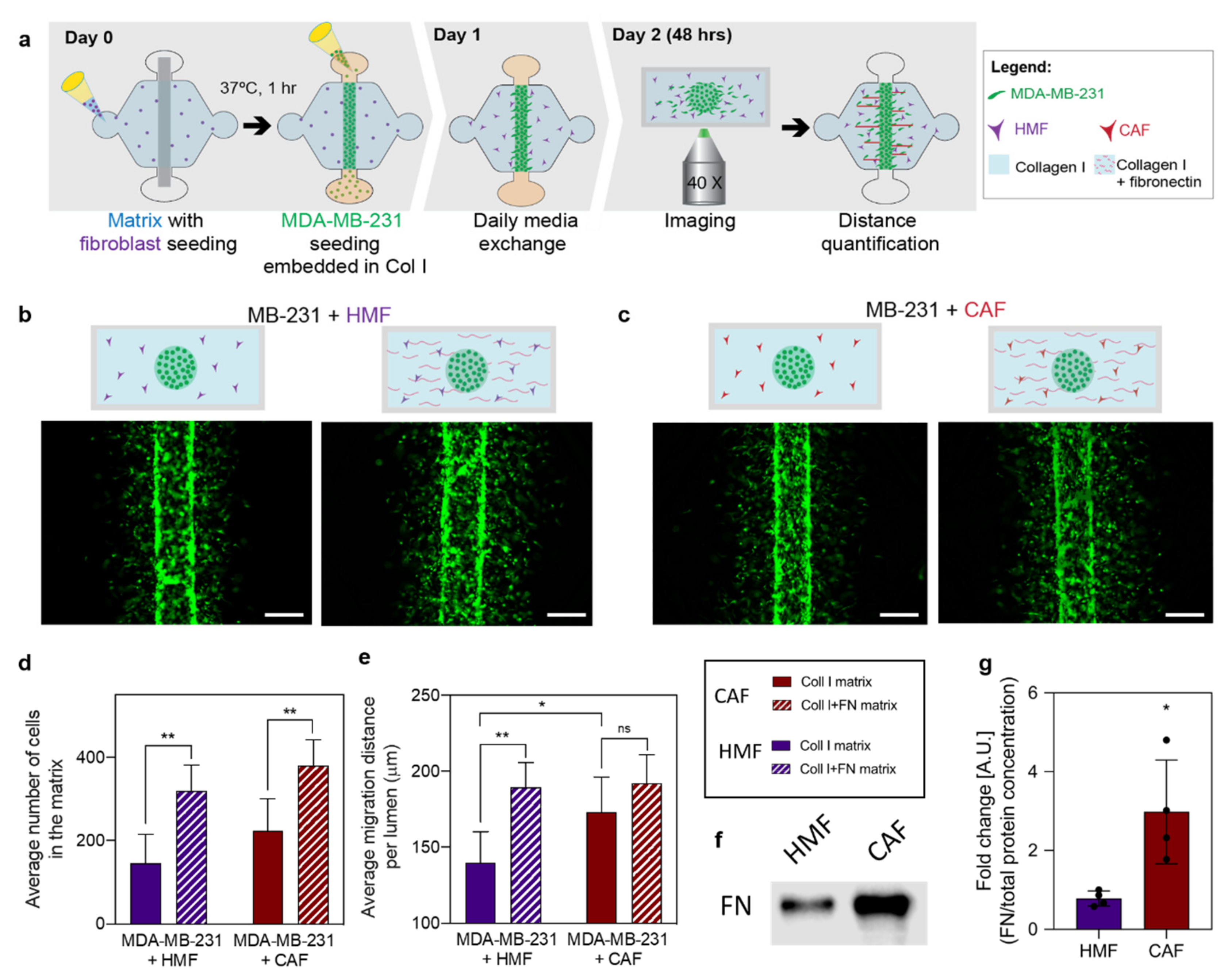 Cancers 12 01173 g002 Cancers 12 01173 g002