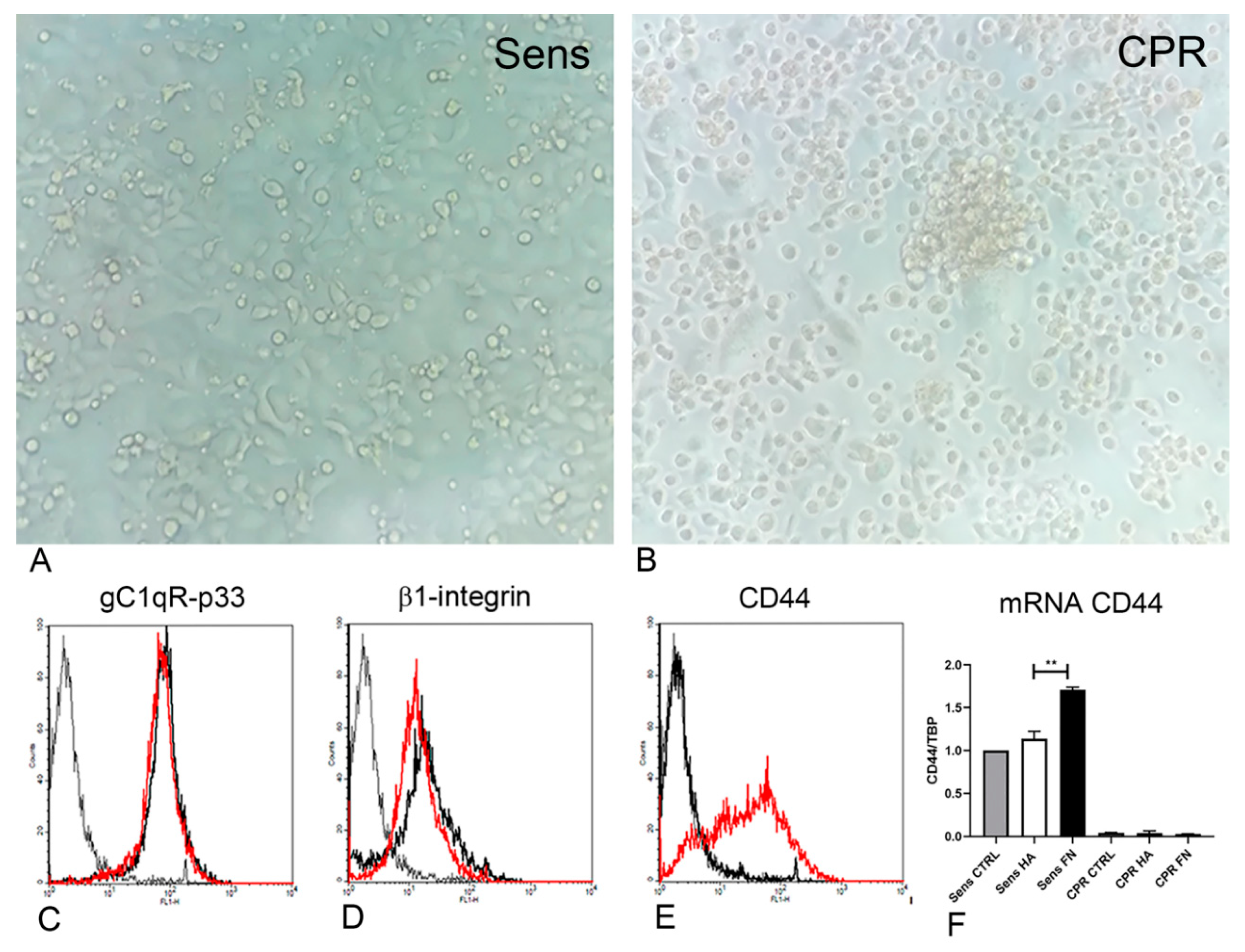 Cancers 12 01175 g005 Cancers 12 01175 g005