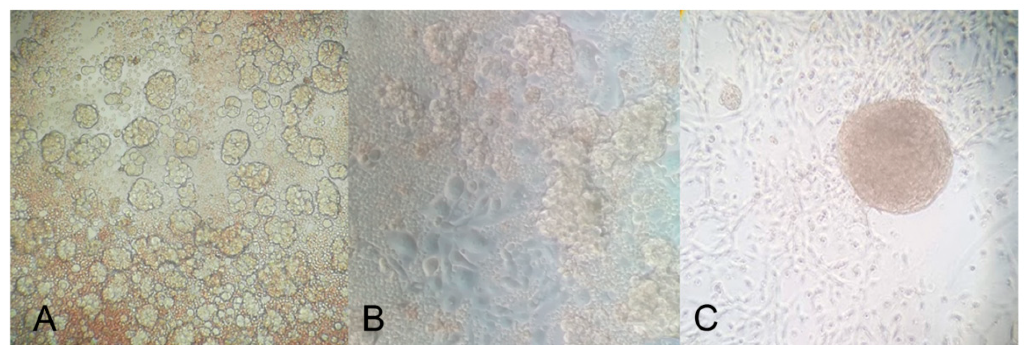 Cancers 12 01175 g006 Cancers 12 01175 g006