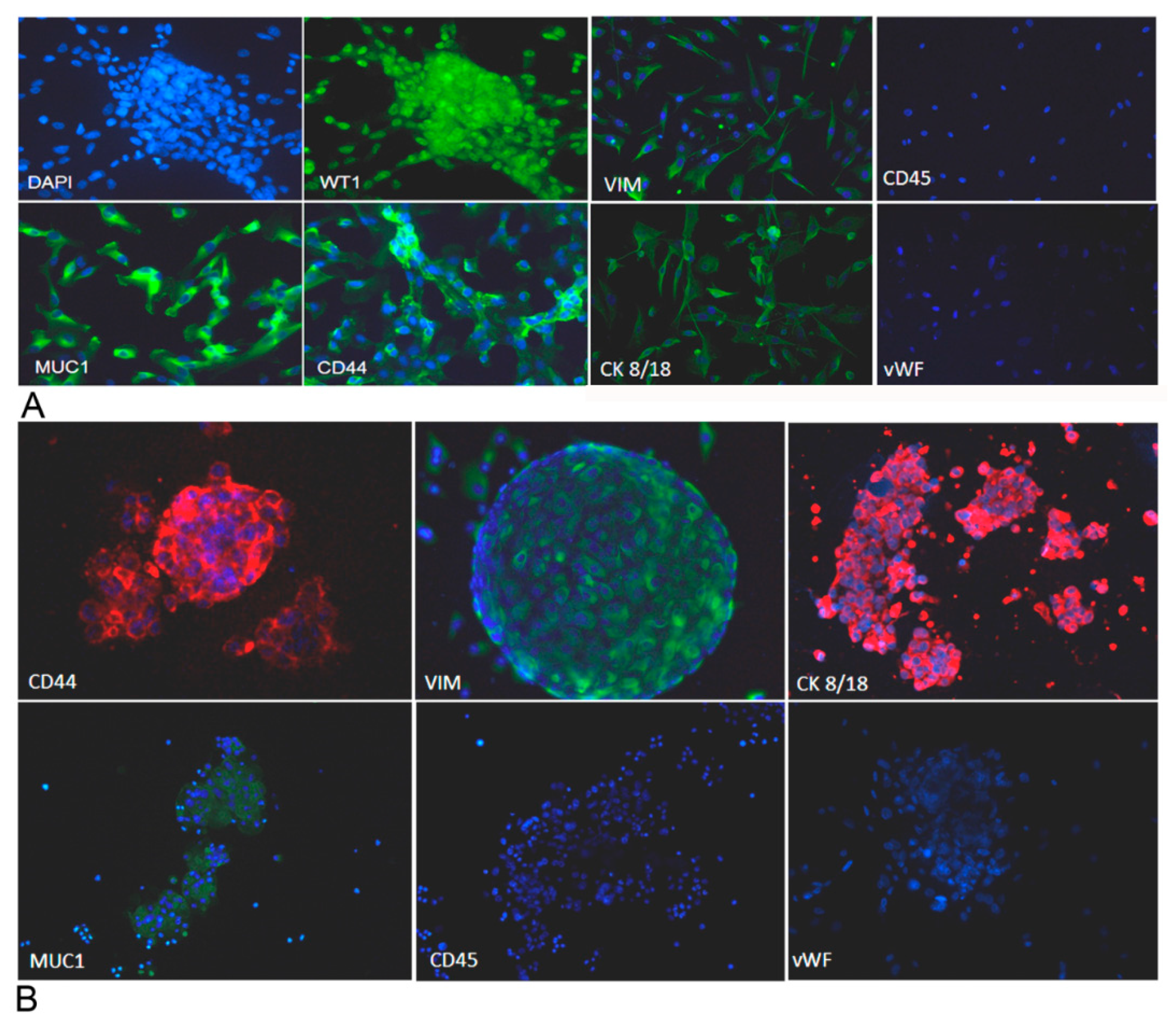 Cancers 12 01175 g007 Cancers 12 01175 g007