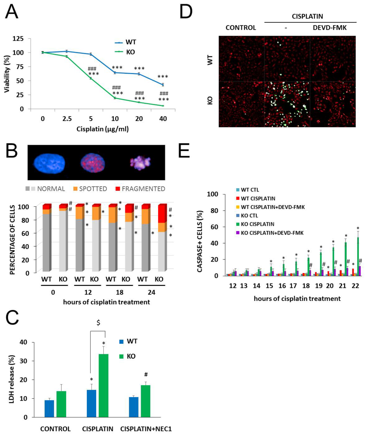 Cancers 12 01180 g003 Cancers 12 01180 g003