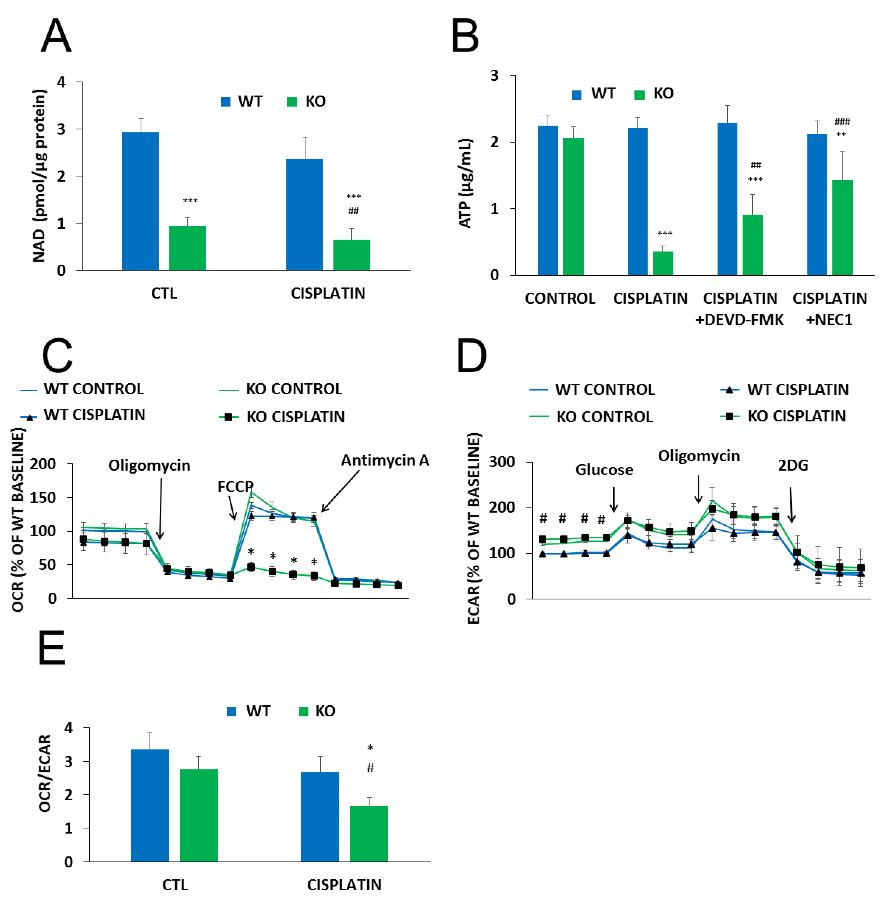 Cancers 12 01180 g004 Cancers 12 01180 g004