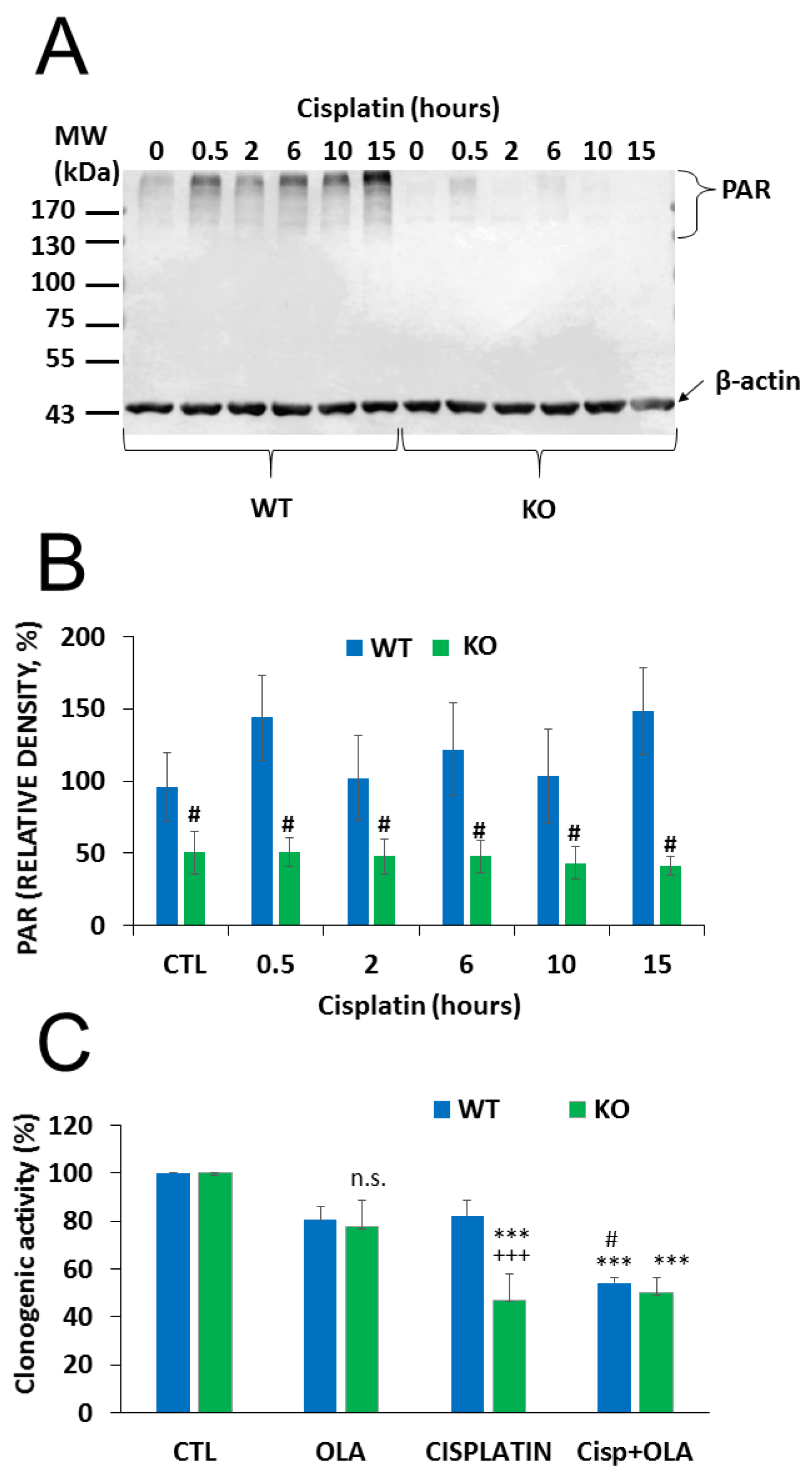 Cancers 12 01180 g005 Cancers 12 01180 g005