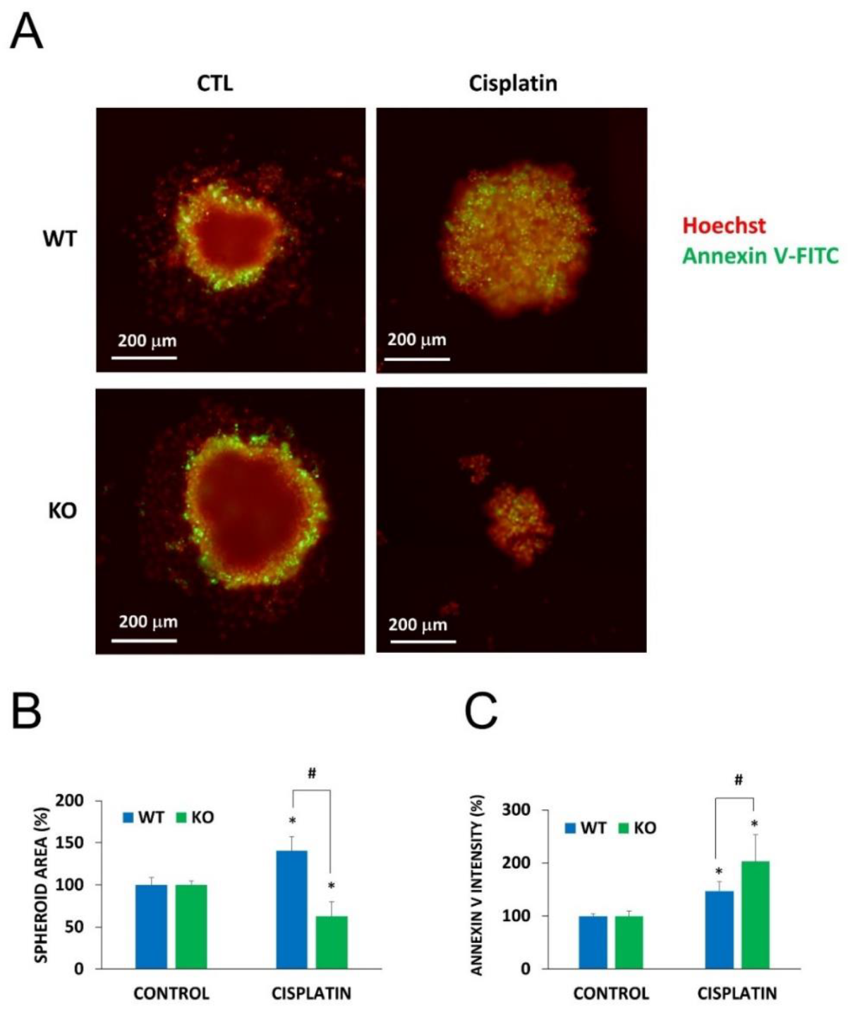 Cancers 12 01180 g006 Cancers 12 01180 g006