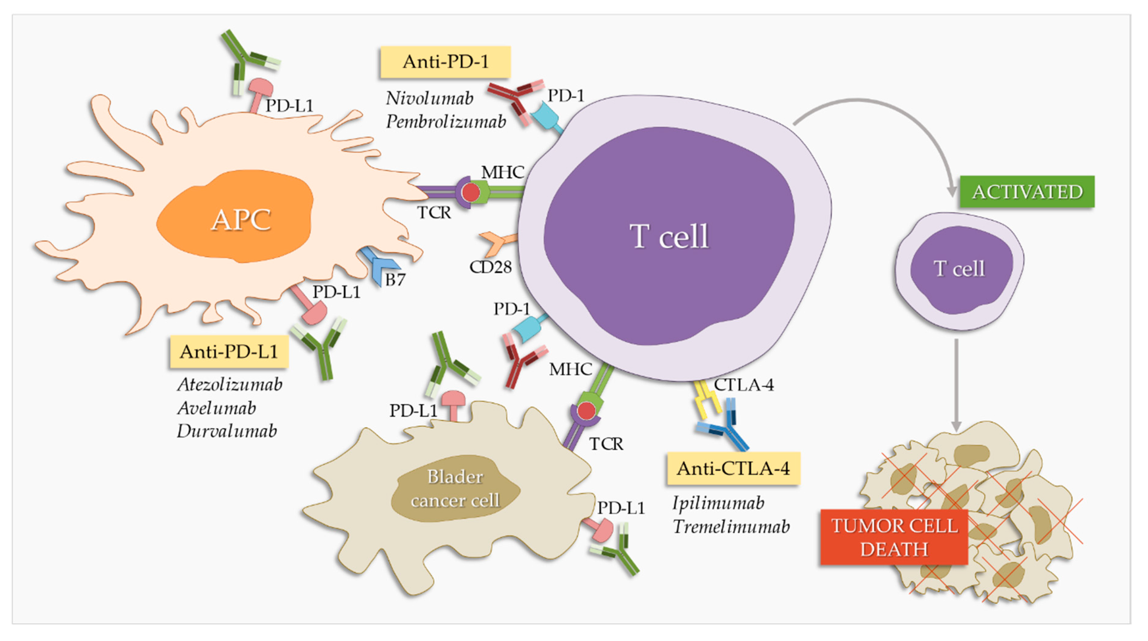 Cancers Free Full Text Immunotherapy In Bladder Cancer