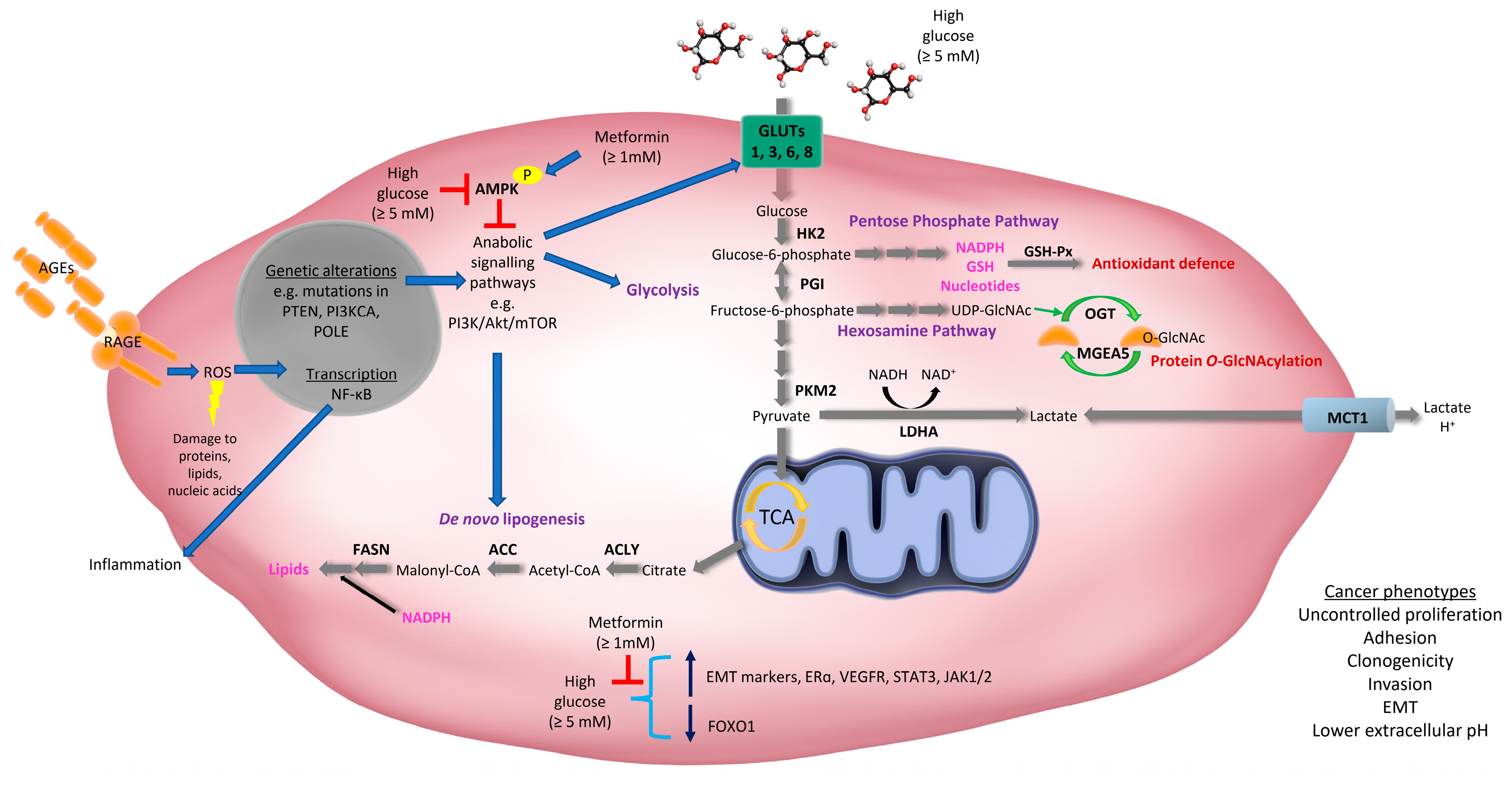 Cancers Free Full Text The Role Of Hyperglycemia In Endometrial Cancer Pathogenesis Html Cancers Free Full Text The Role Of Hyperglycemia In Endometrial Cancer Pathogenesis Html