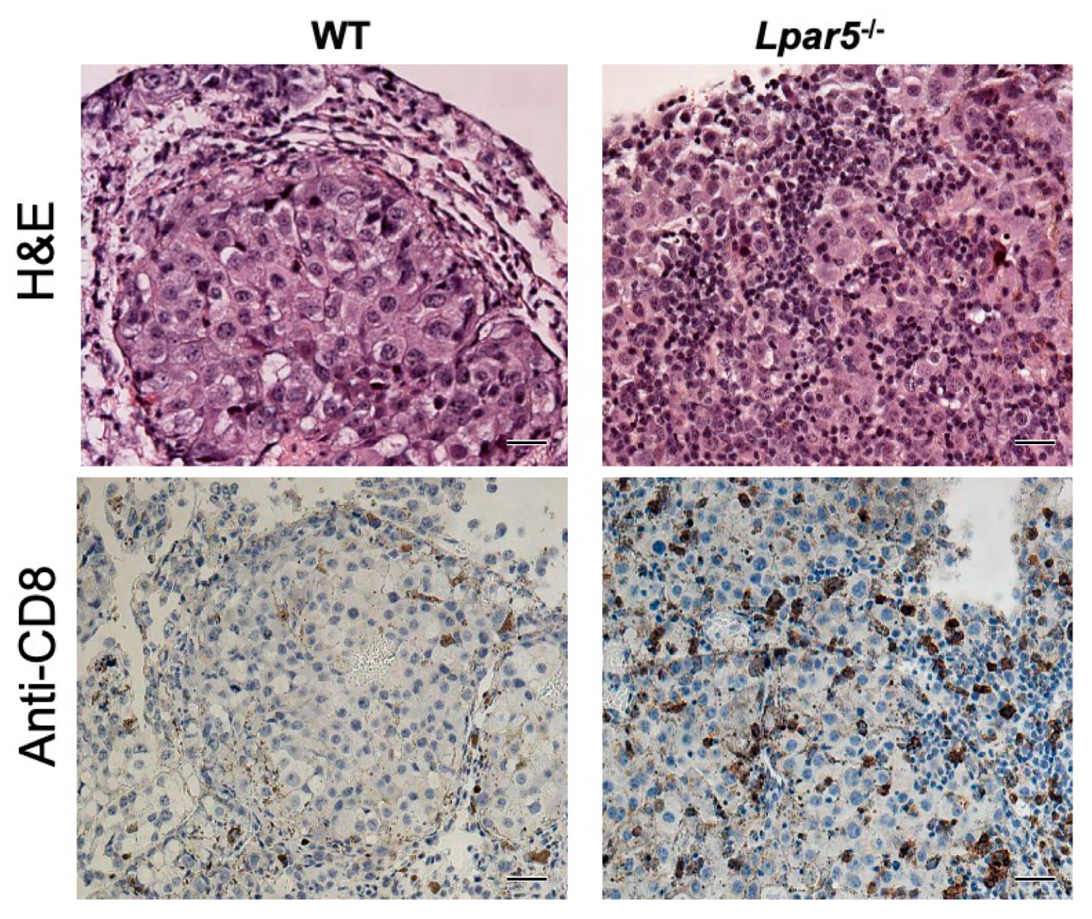 Cancers 12 01202 g002