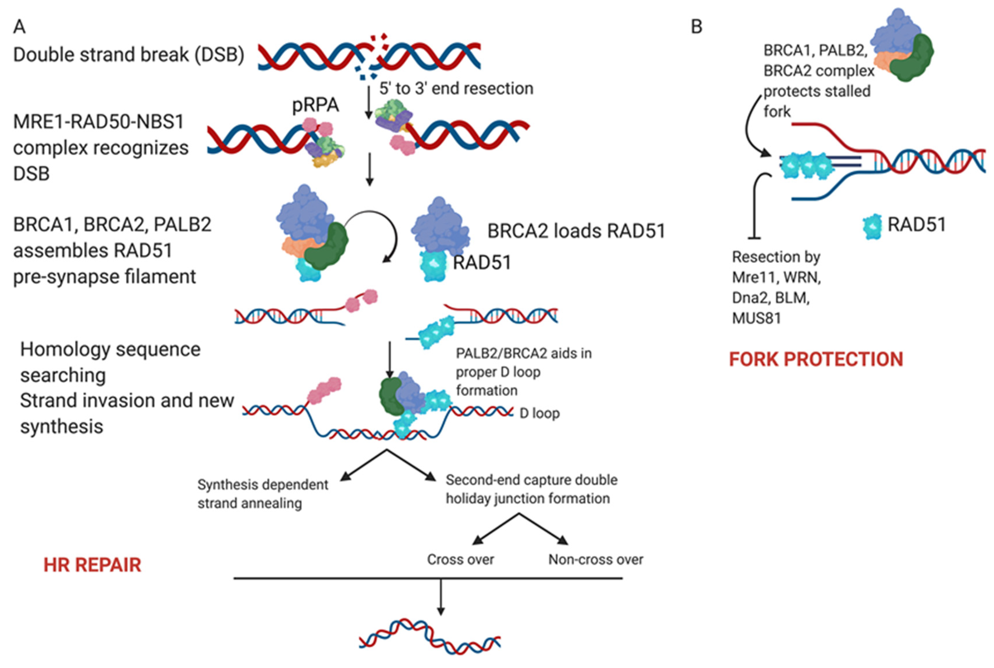 Cancers 12 01206 g002