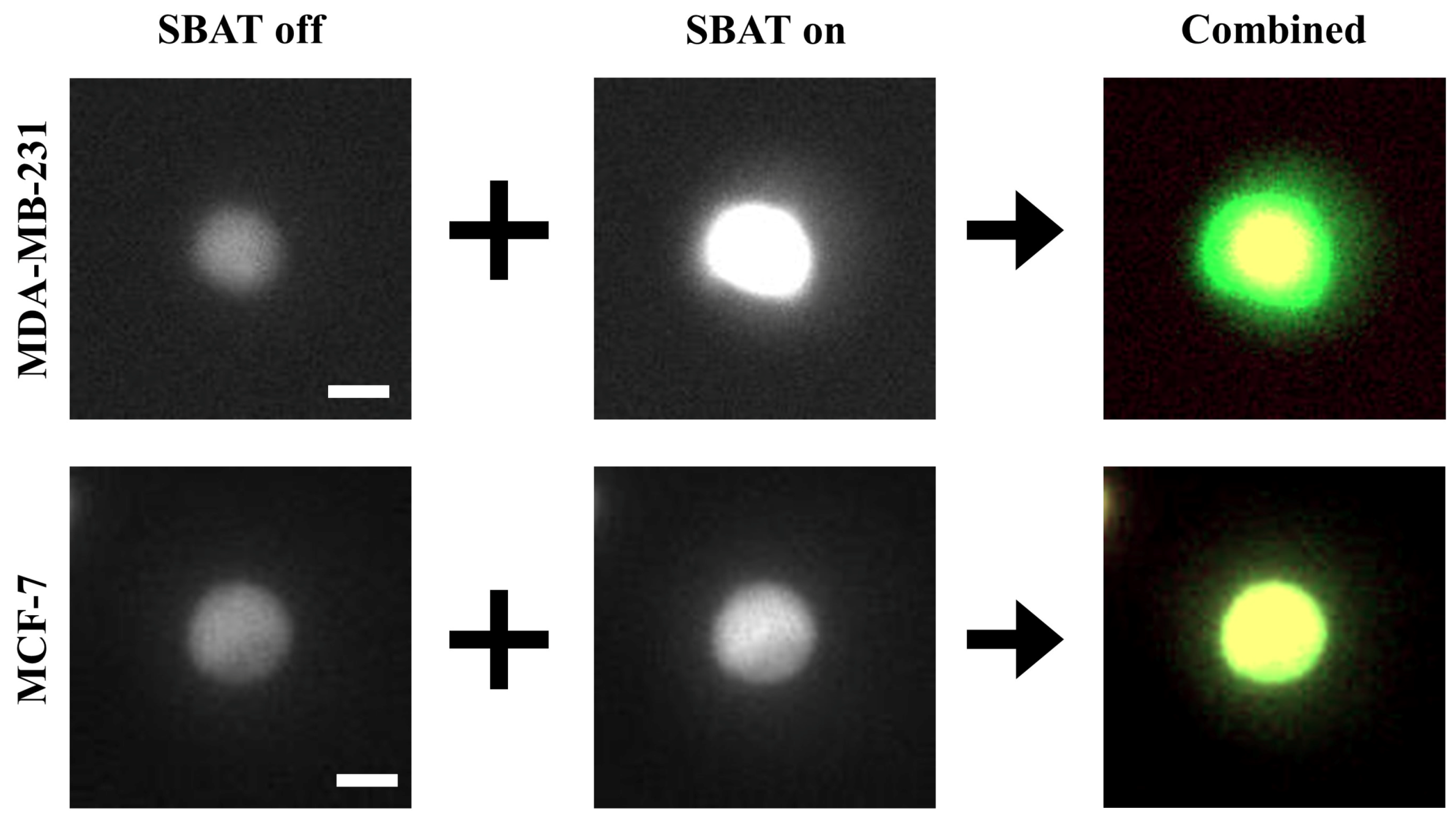 Cancers 12 01212 g005 Cancers 12 01212 g005