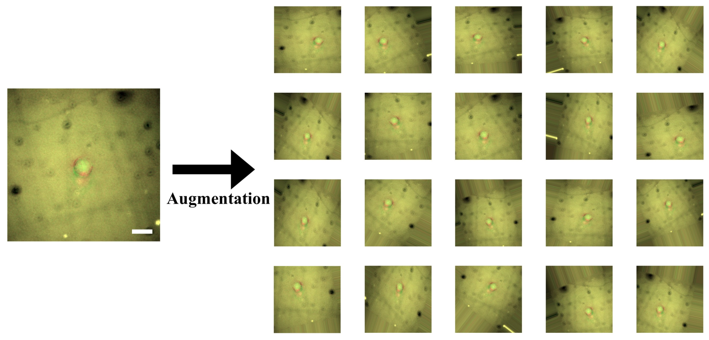 Cancers 12 01212 g006 Cancers 12 01212 g006