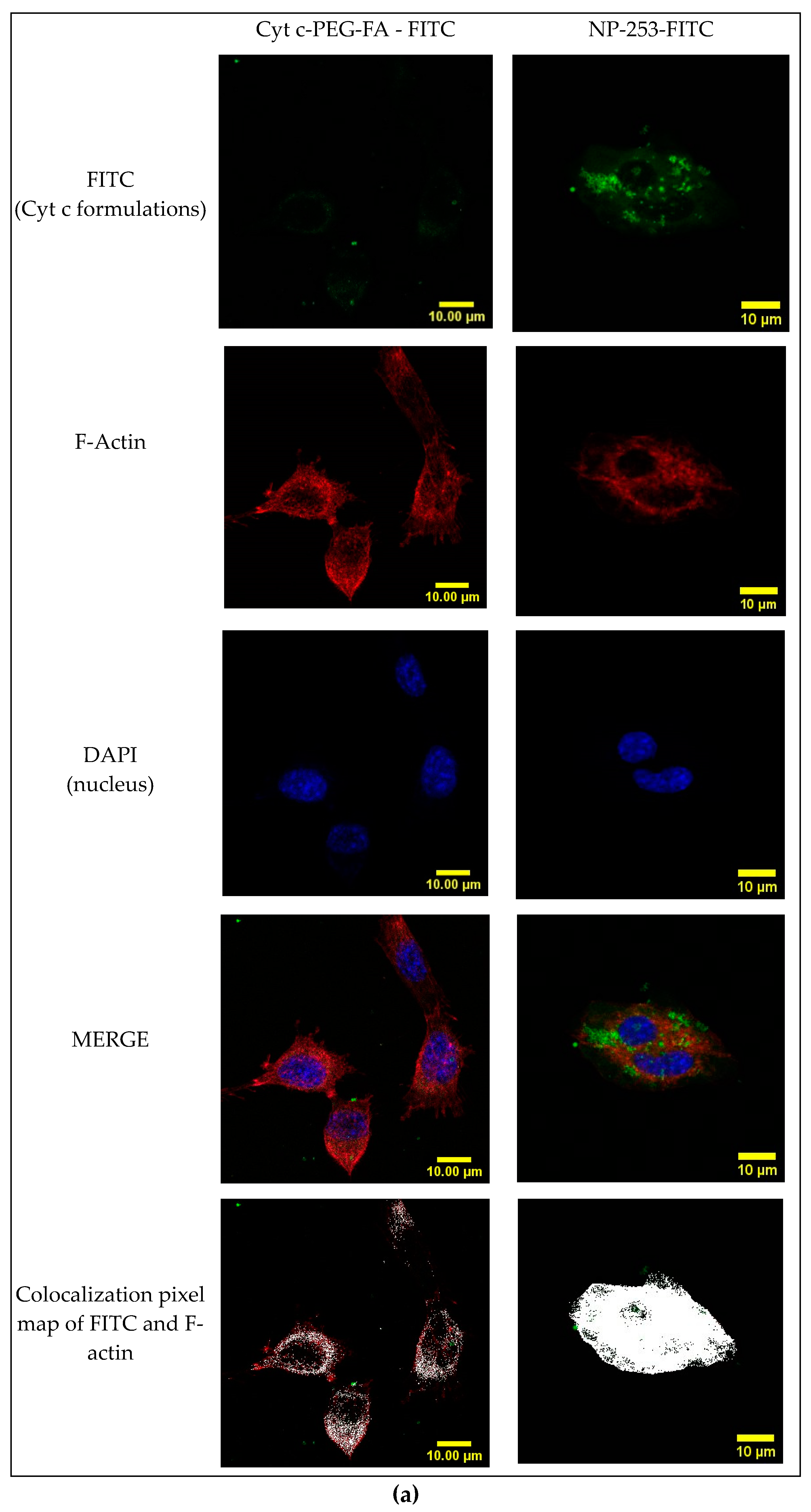 Cancers 12 01215 g011a Cancers 12 01215 g011a