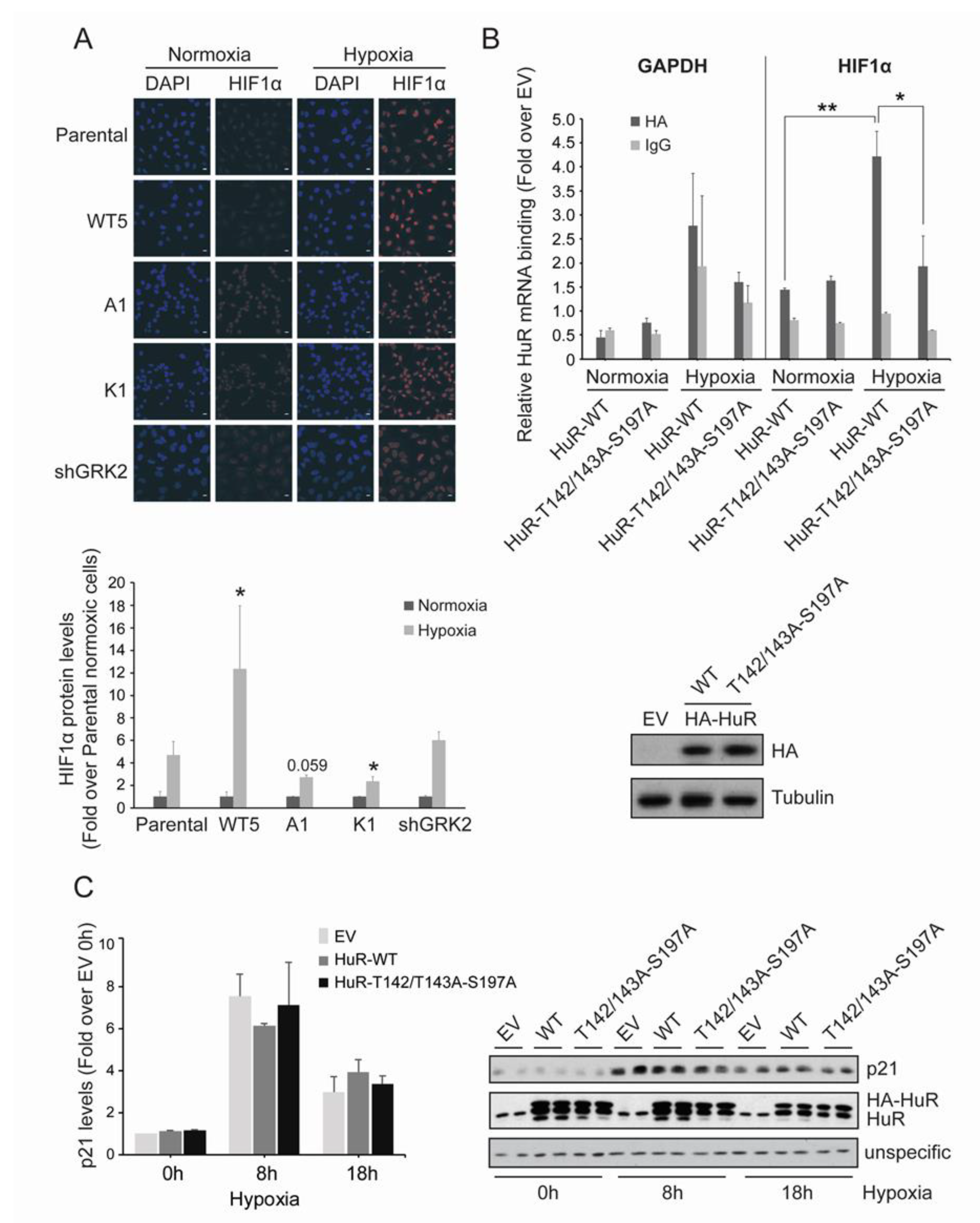 Cancers 12 01216 g004 Cancers 12 01216 g004