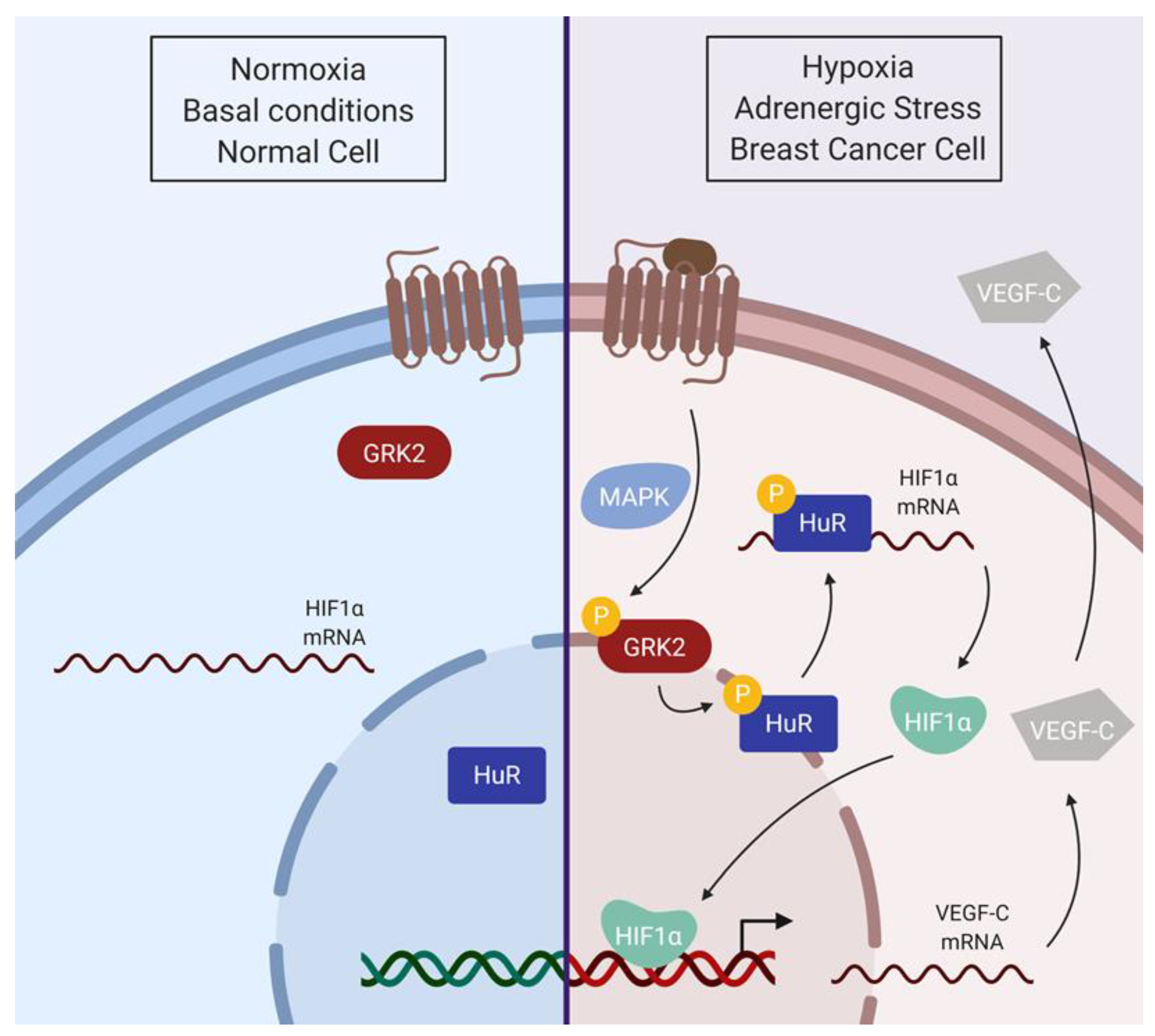 Cancers 12 01216 g007 Cancers 12 01216 g007