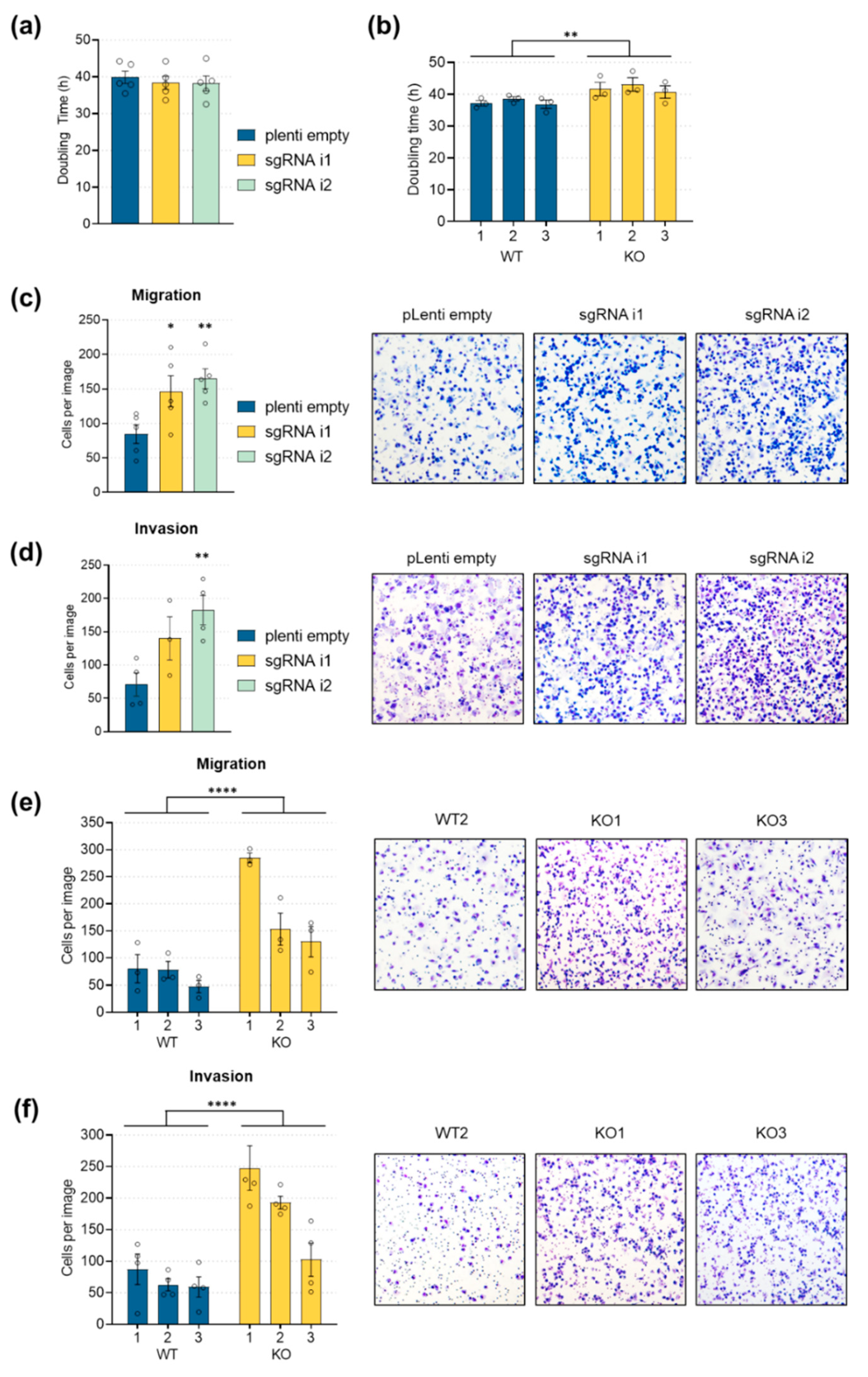 Cancers Free Full Text Linc00261 Is Differentially Expressed In Pancreatic Cancer Subtypes And Regulates A Pro Epithelial Cell Identity Html