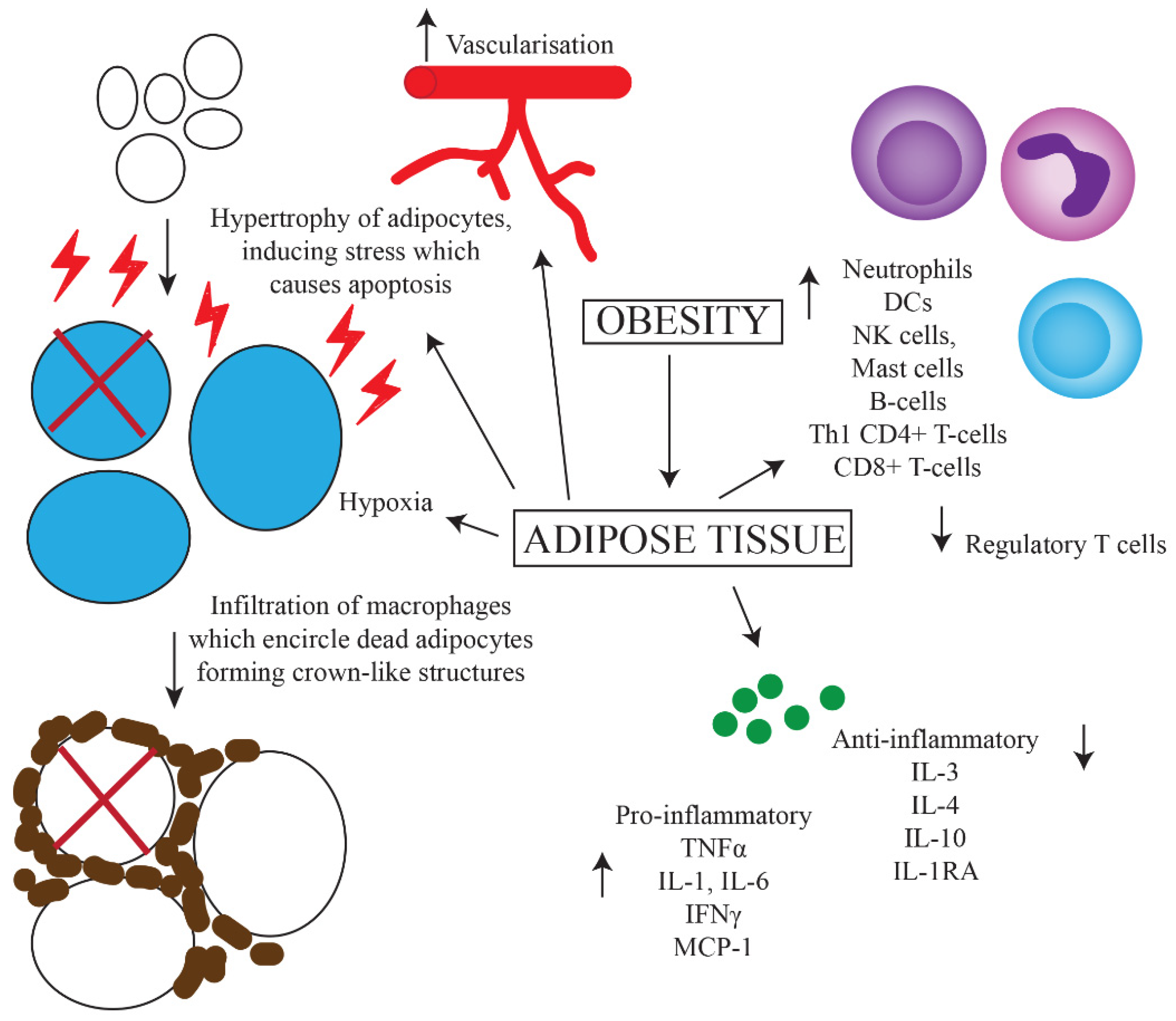 Cancers Free Full Text The Effects Of Obesity On Anti Cancer Immunity And Cancer Immunotherapy