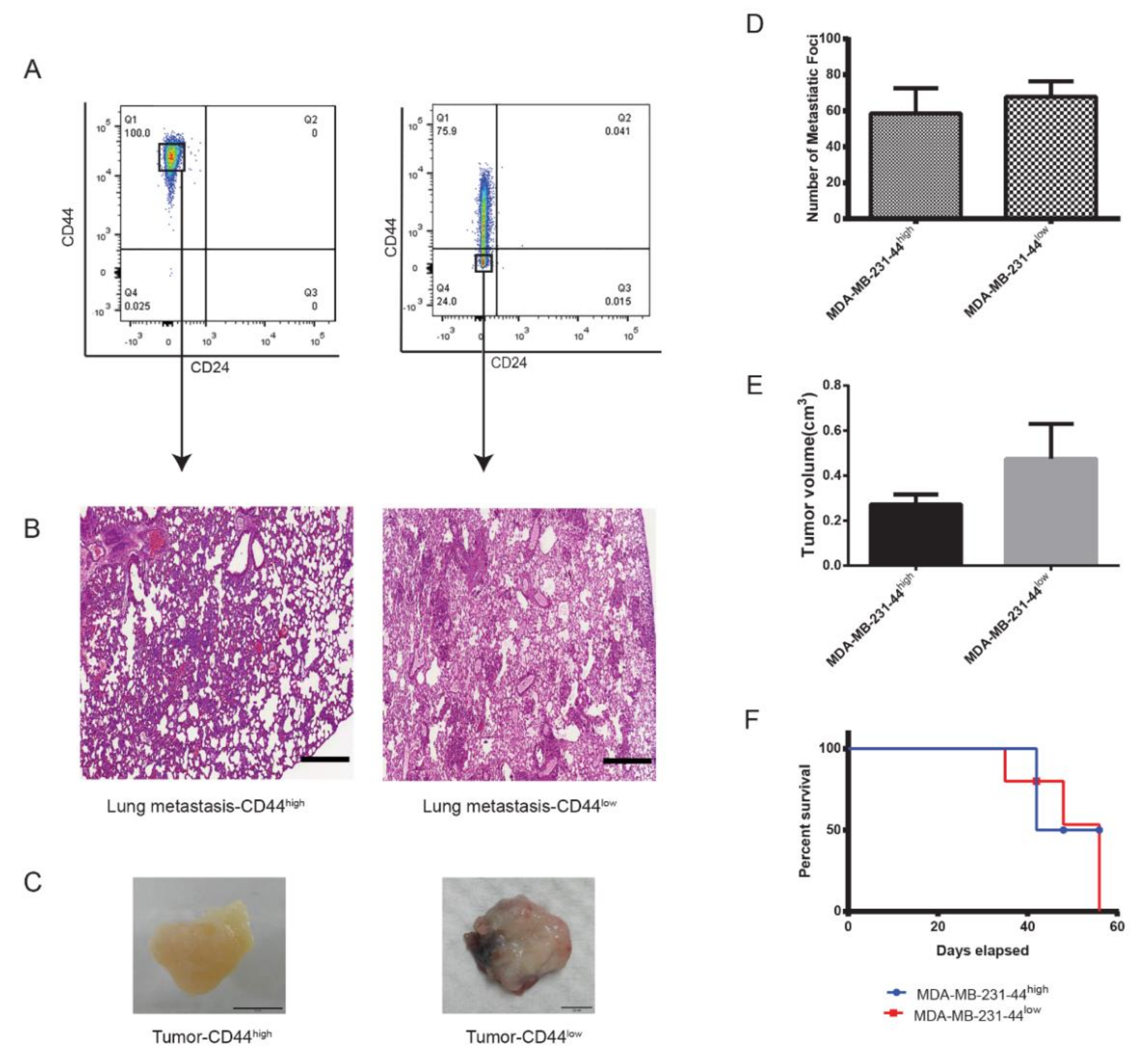 Cancers 12 01239 g007 Cancers 12 01239 g007