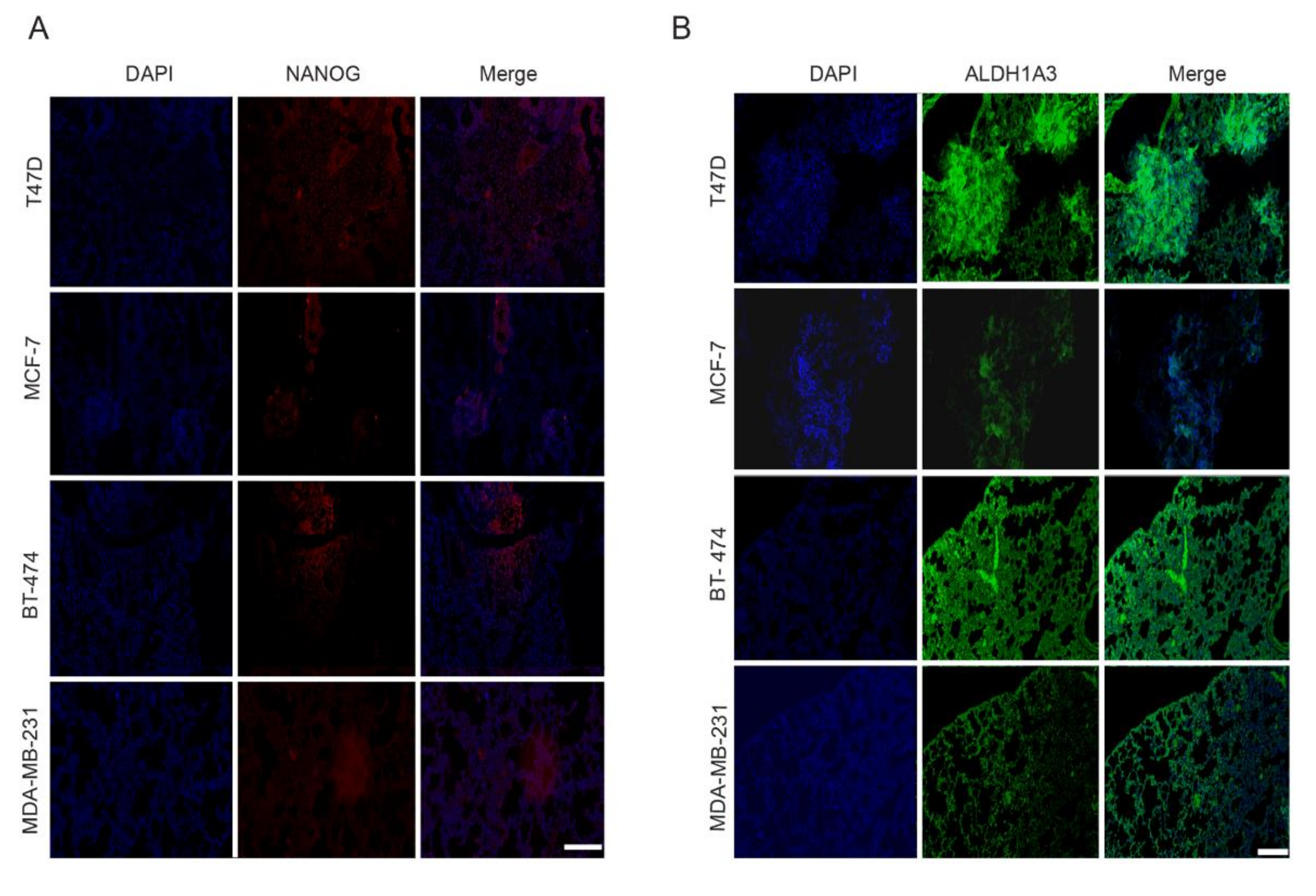 Cancers 12 01239 g008 Cancers 12 01239 g008