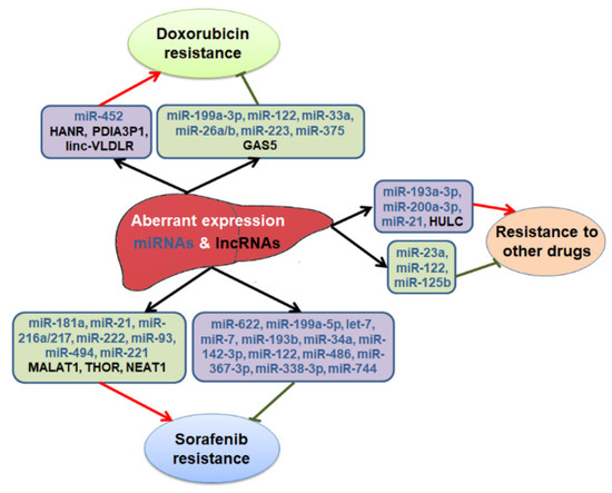 Cancers Free Full Text Non Coding Rnas Regulating Disease Progression And Therapy Resistance In Hepatocellular Carcinoma Html