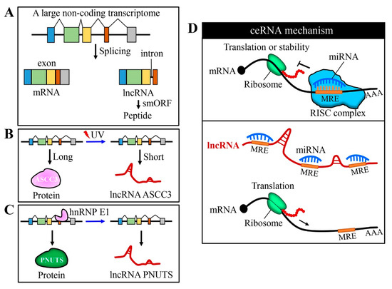 Mechanisms of Long Non-Coding RNAs in Cancers and Their Mechanisms of Long Non-Coding RNAs in Cancers and Their