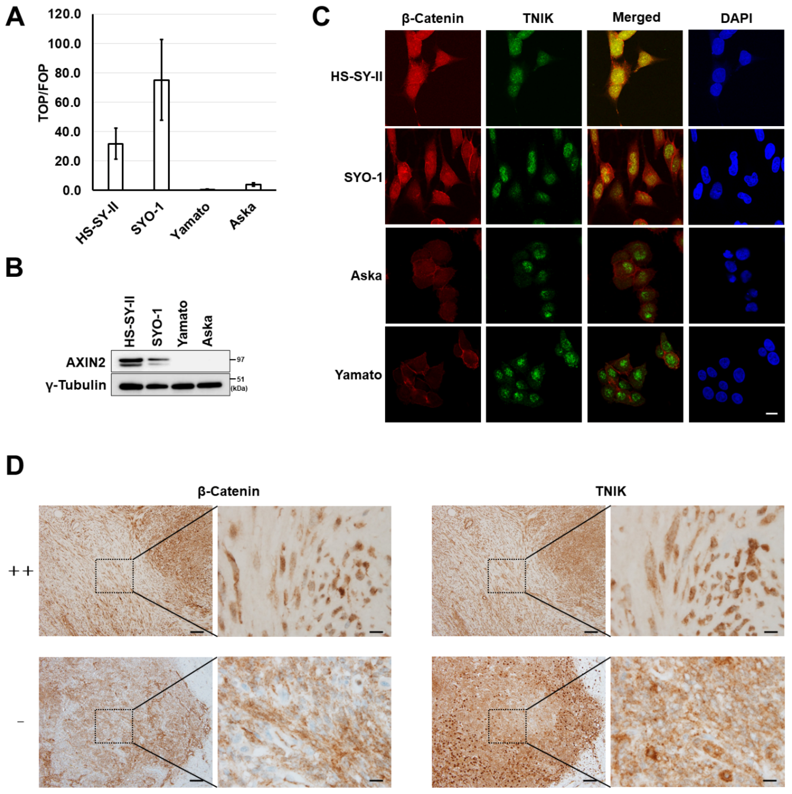 Cancers 12 01258 g001 Cancers 12 01258 g001