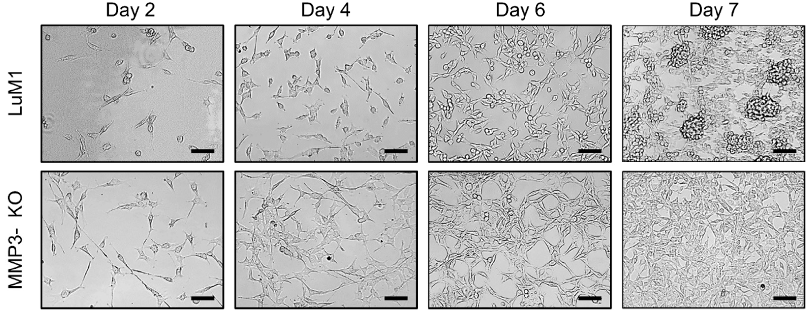 Cancers 12 01260 g004