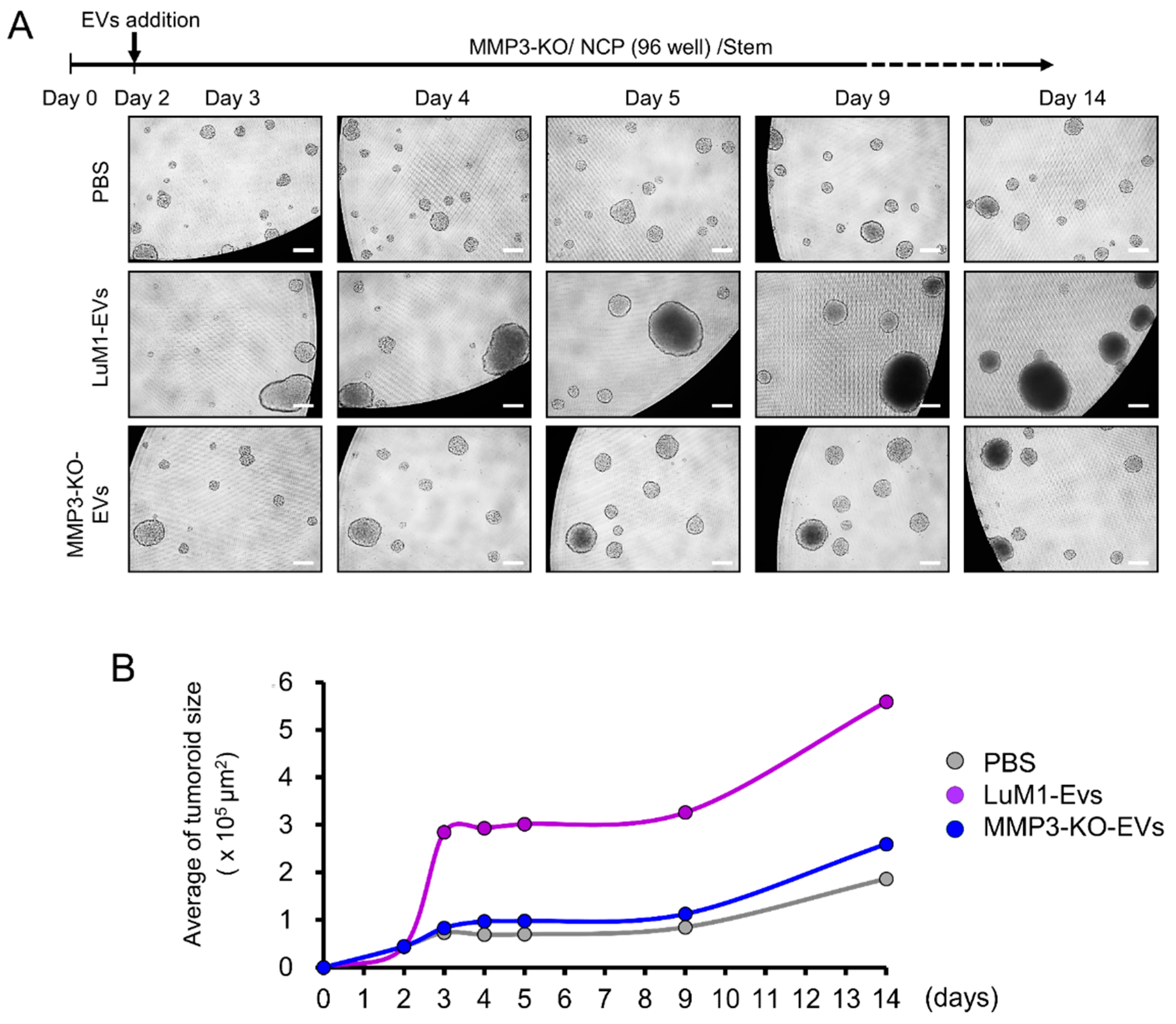 Cancers 12 01260 g005