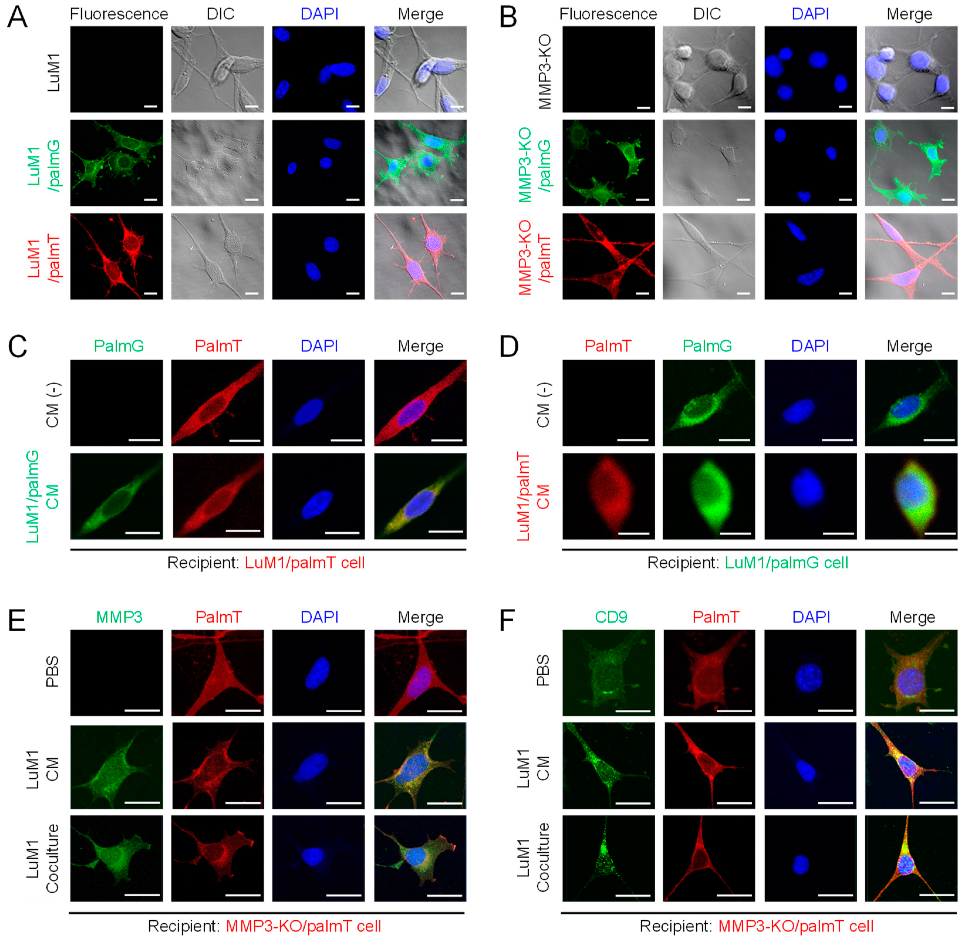 Cancers 12 01260 g007