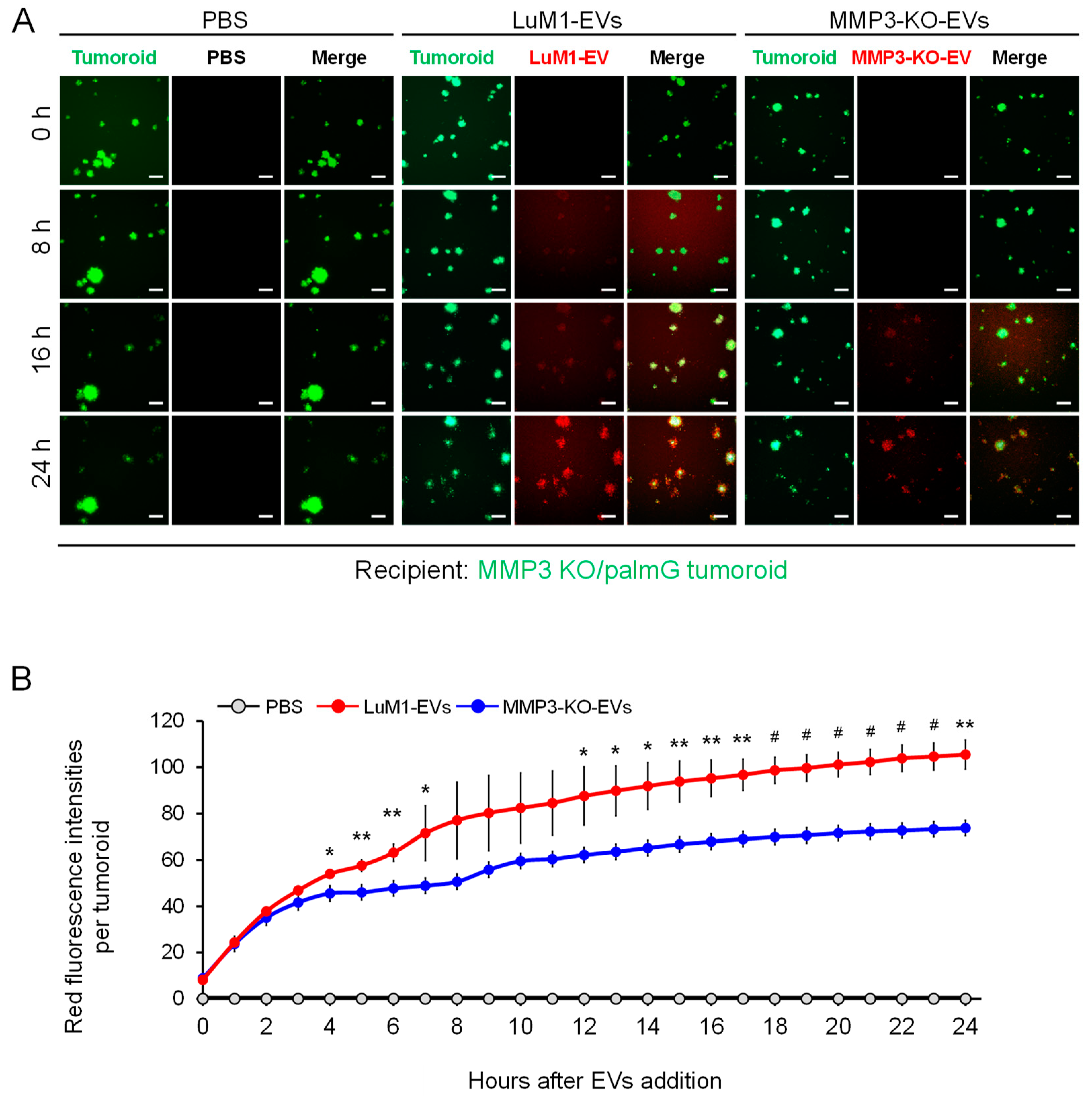 Cancers 12 01260 g010