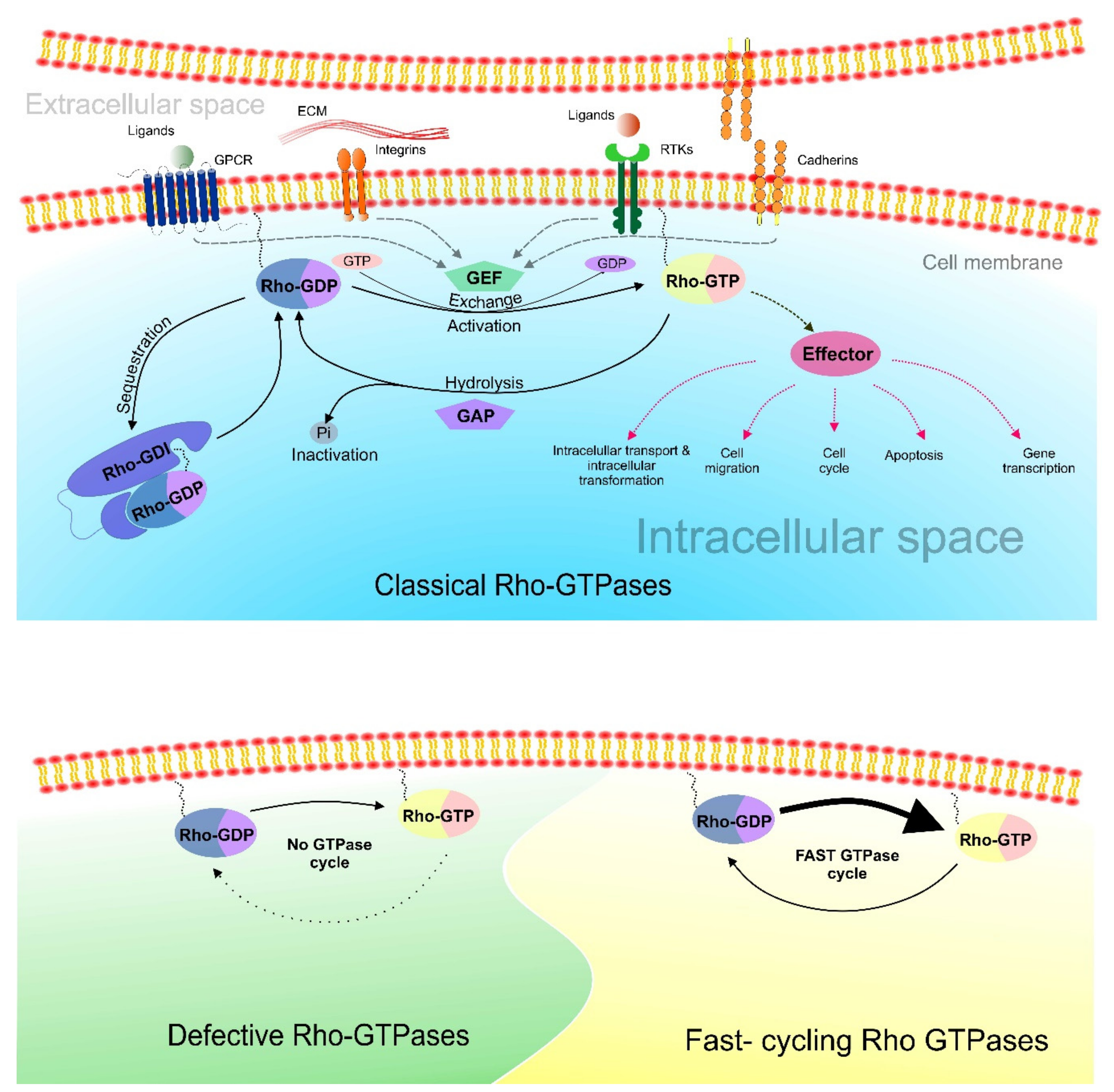 Cancers 12 01292 g005 Cancers 12 01292 g005