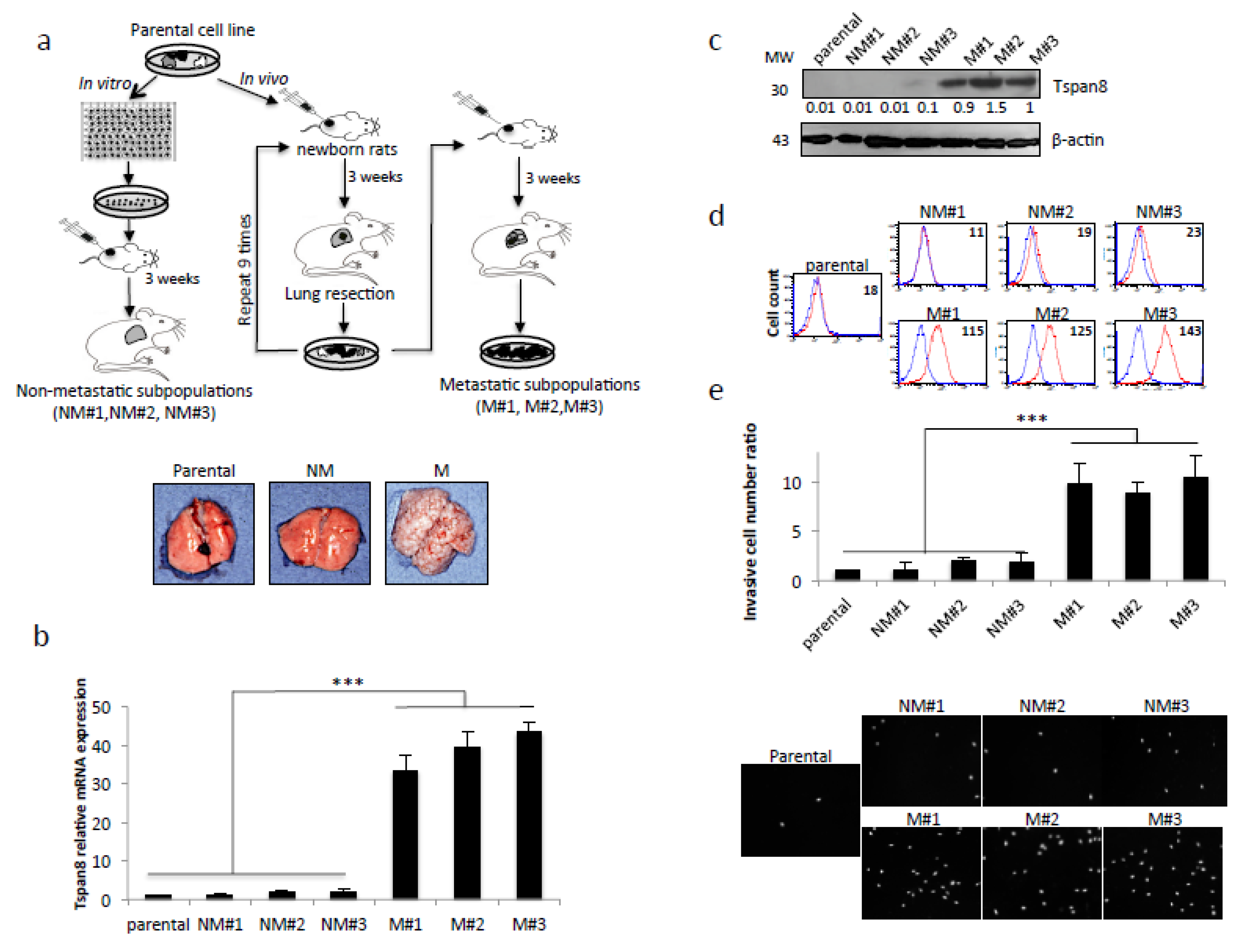 Cancers 12 01297 g001