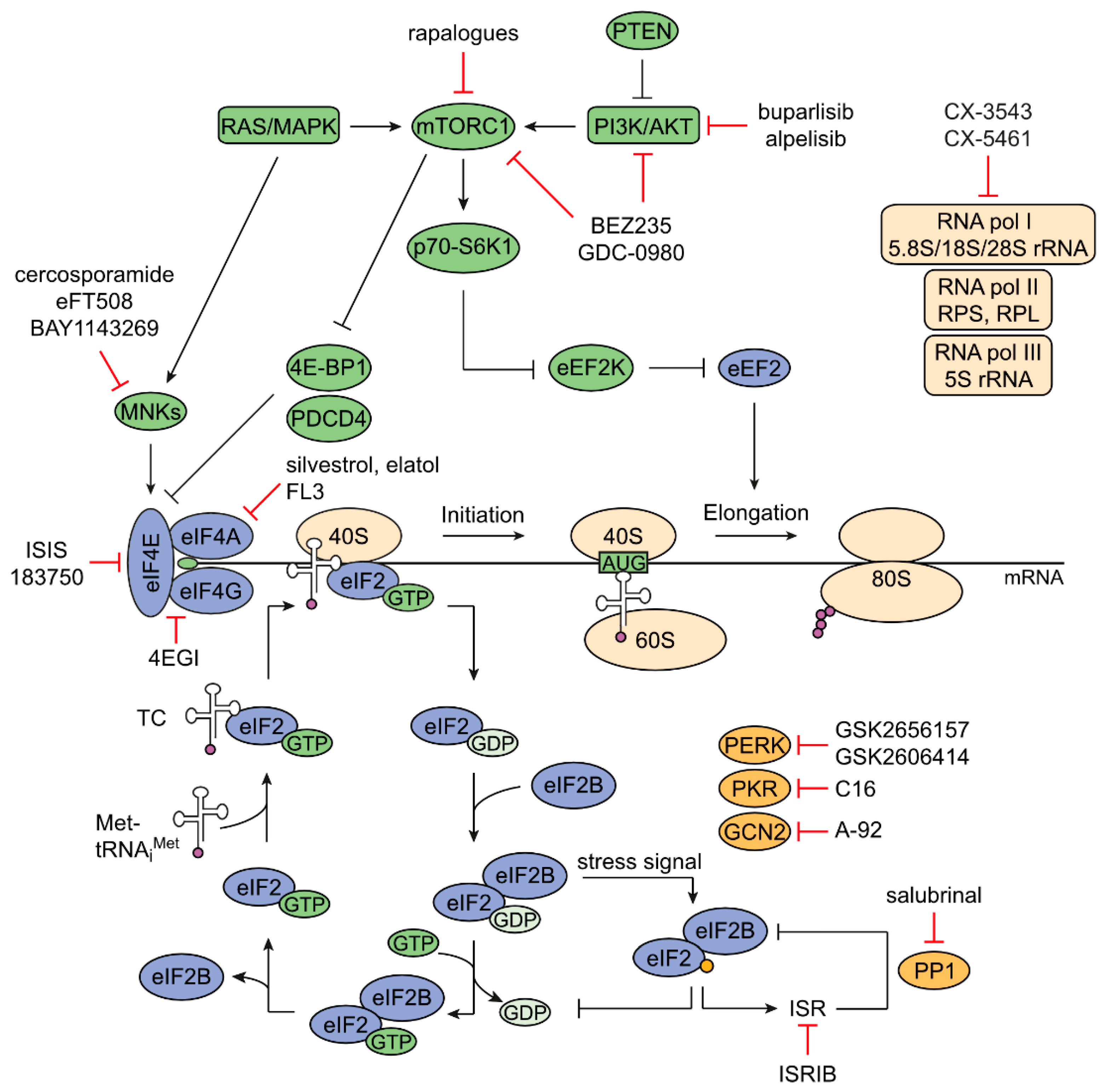 Cancers | Free Full-Text | Targeting Protein Synthesis in 