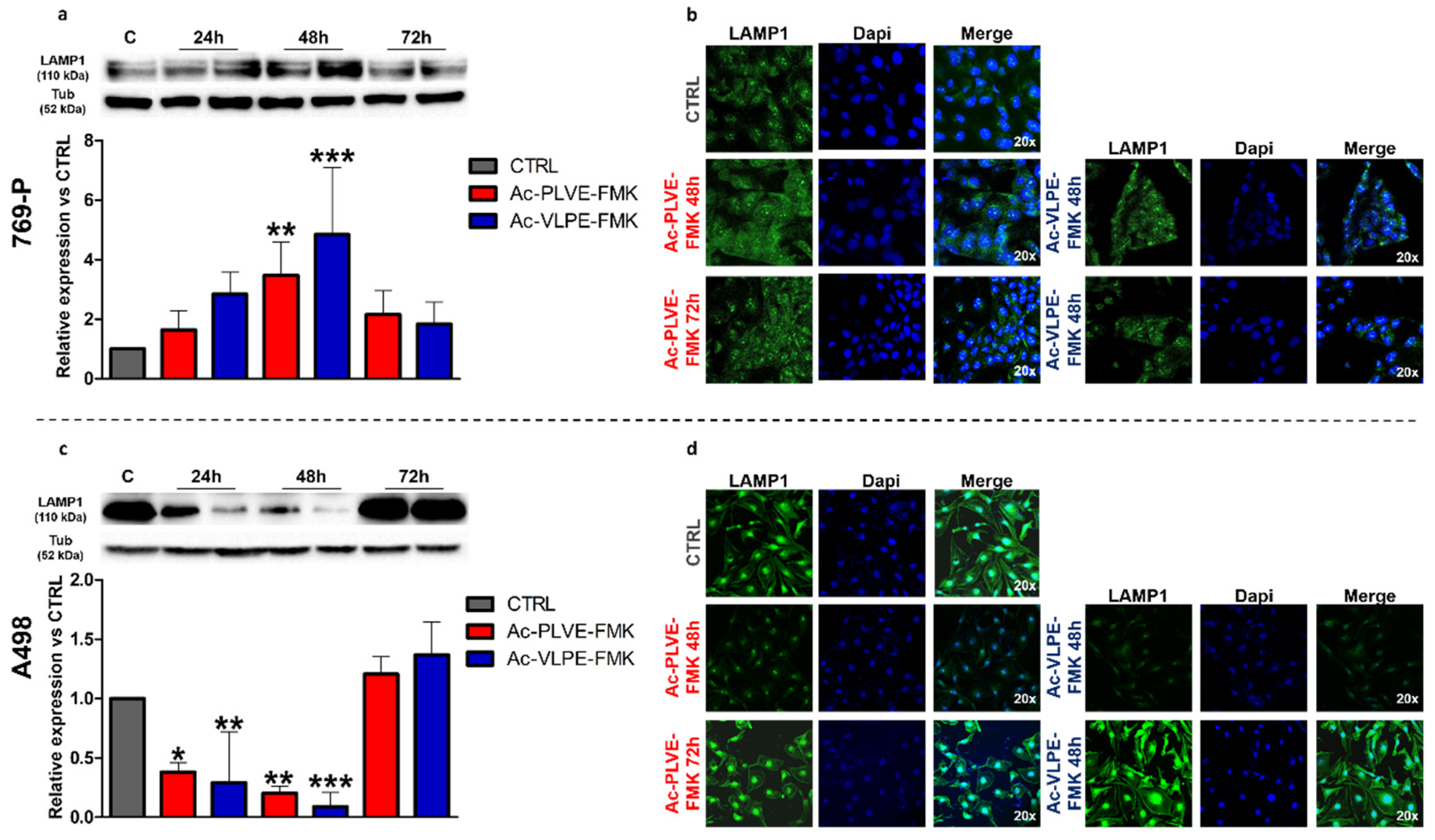 Cancers 12 01310 g007