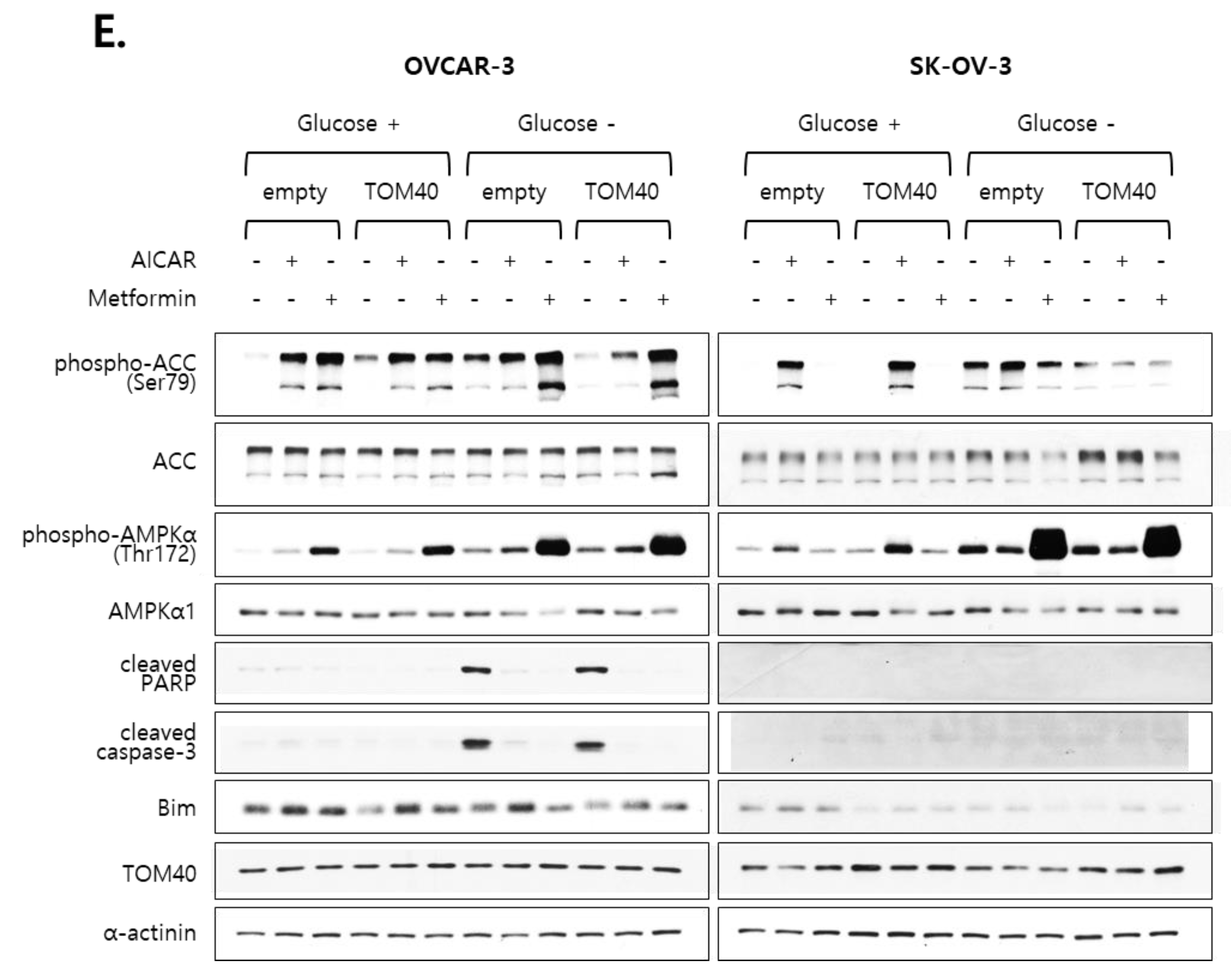 Cancers 12 01329 g006b