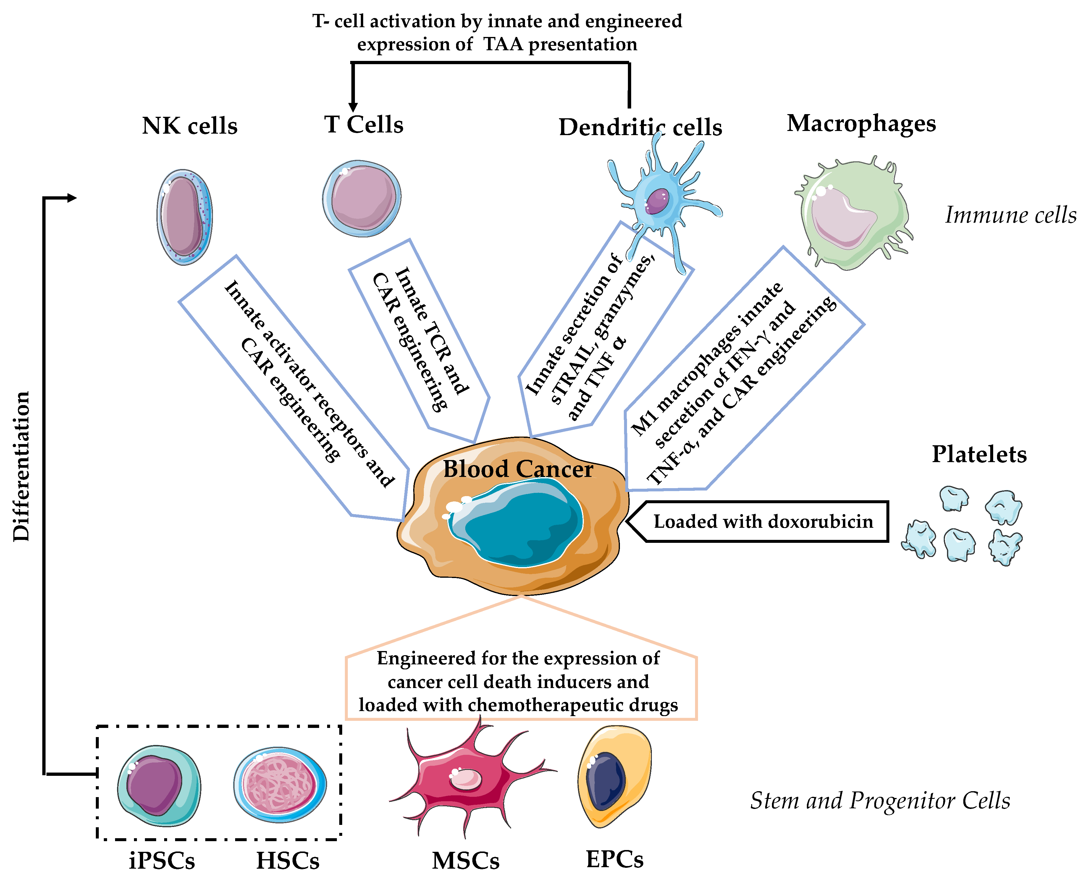 Cancers 12 01333 g001