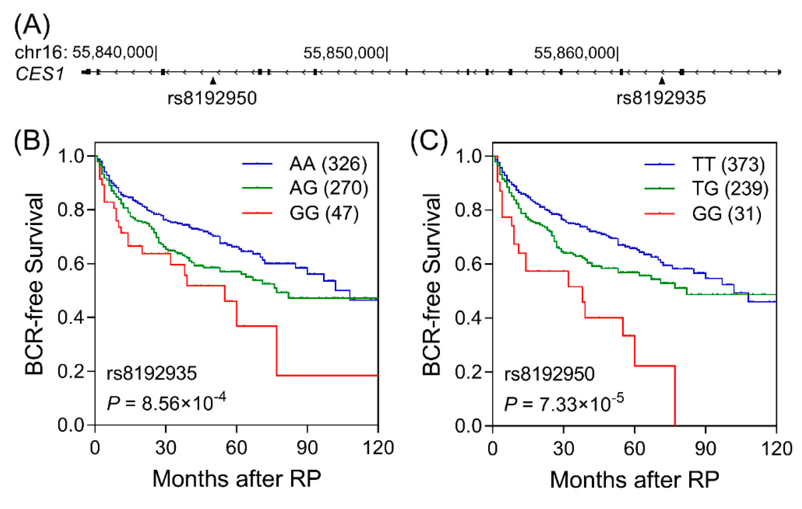 Cancers 12 01346 g001 Cancers 12 01346 g001