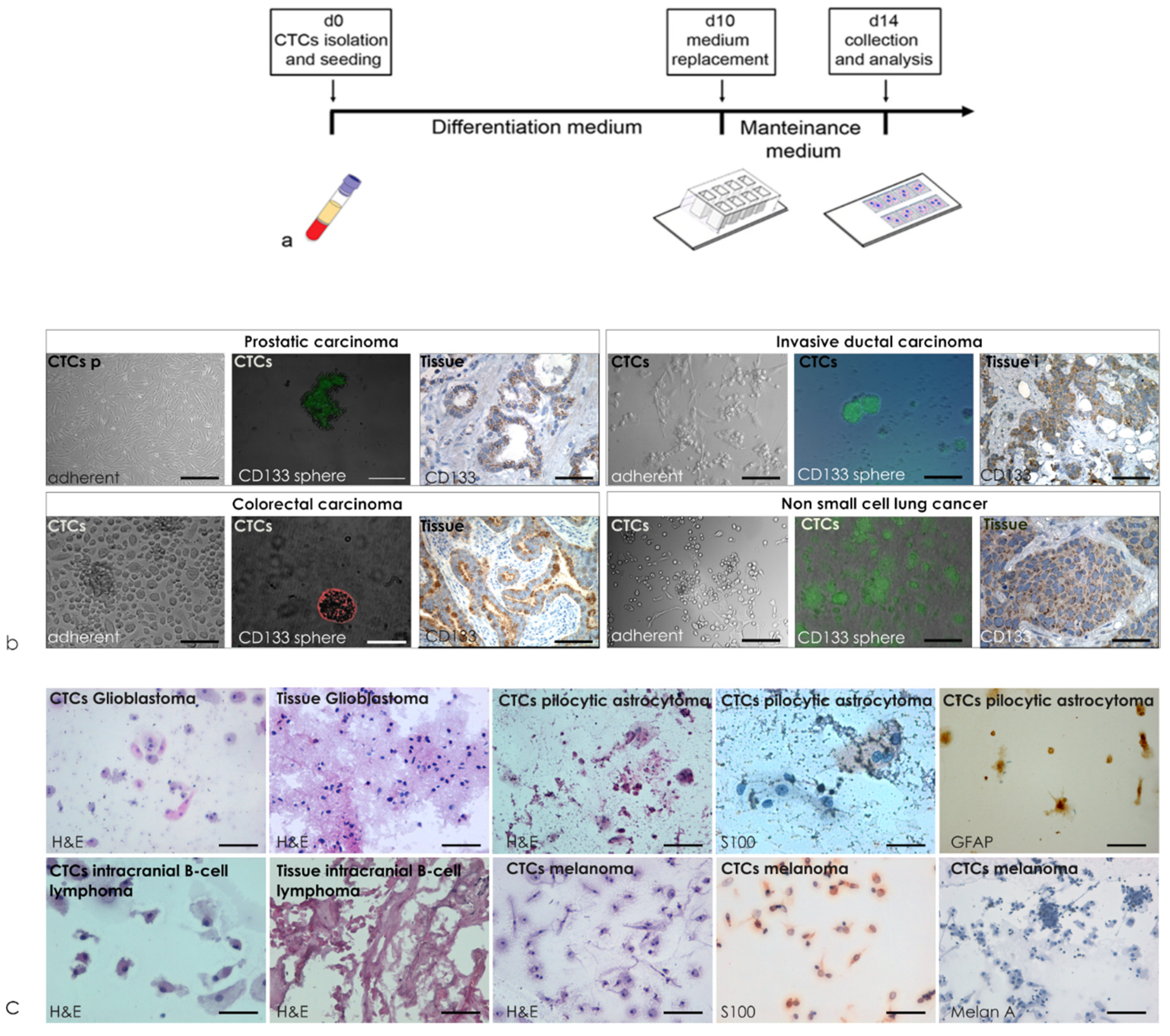 Cancers 12 01362 g002