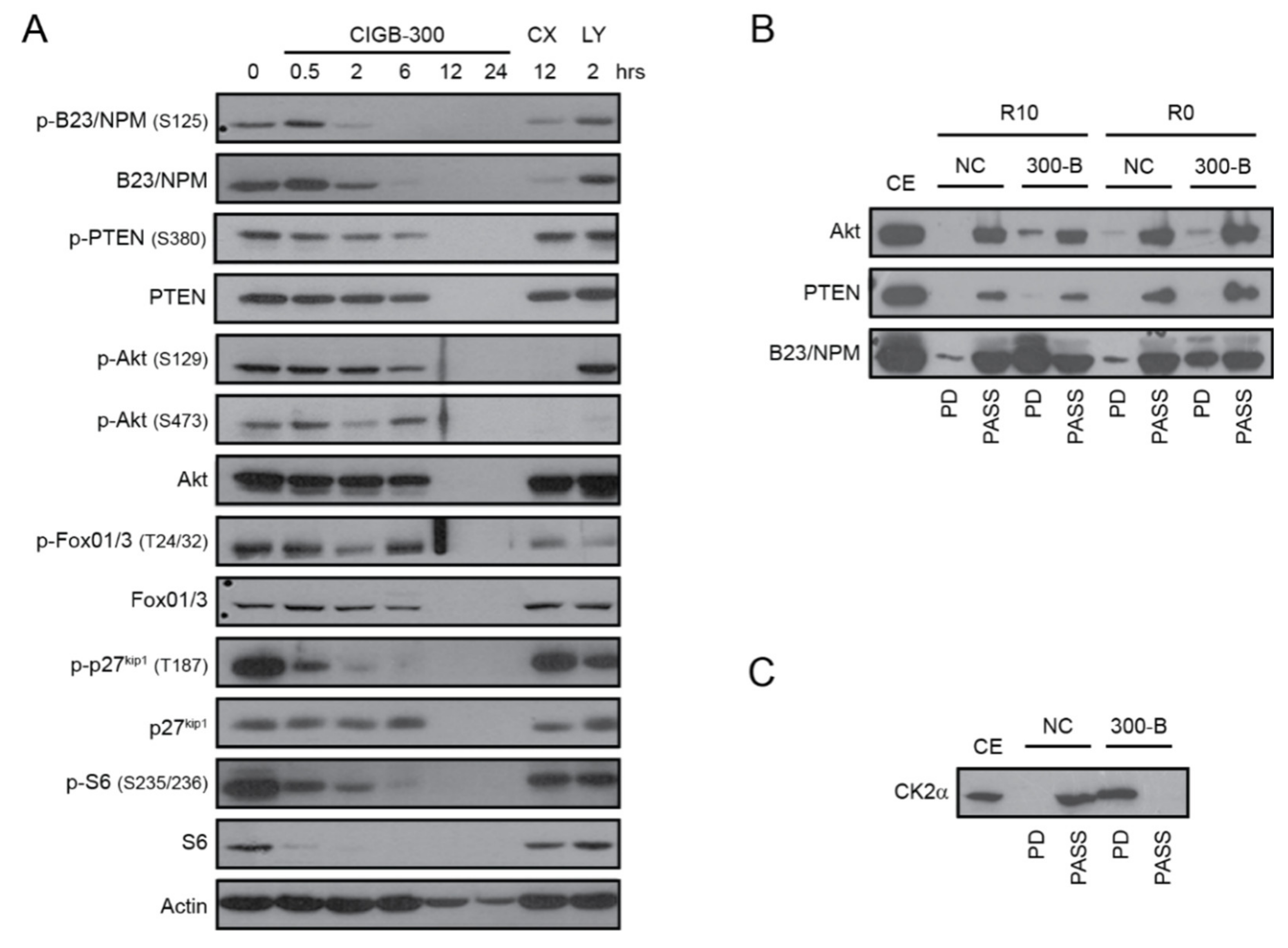 Cancers 12 01377 g002