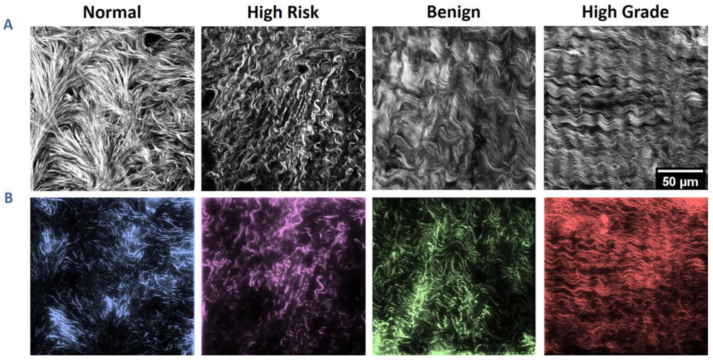 Cancers 12 01390 g001 Cancers 12 01390 g001