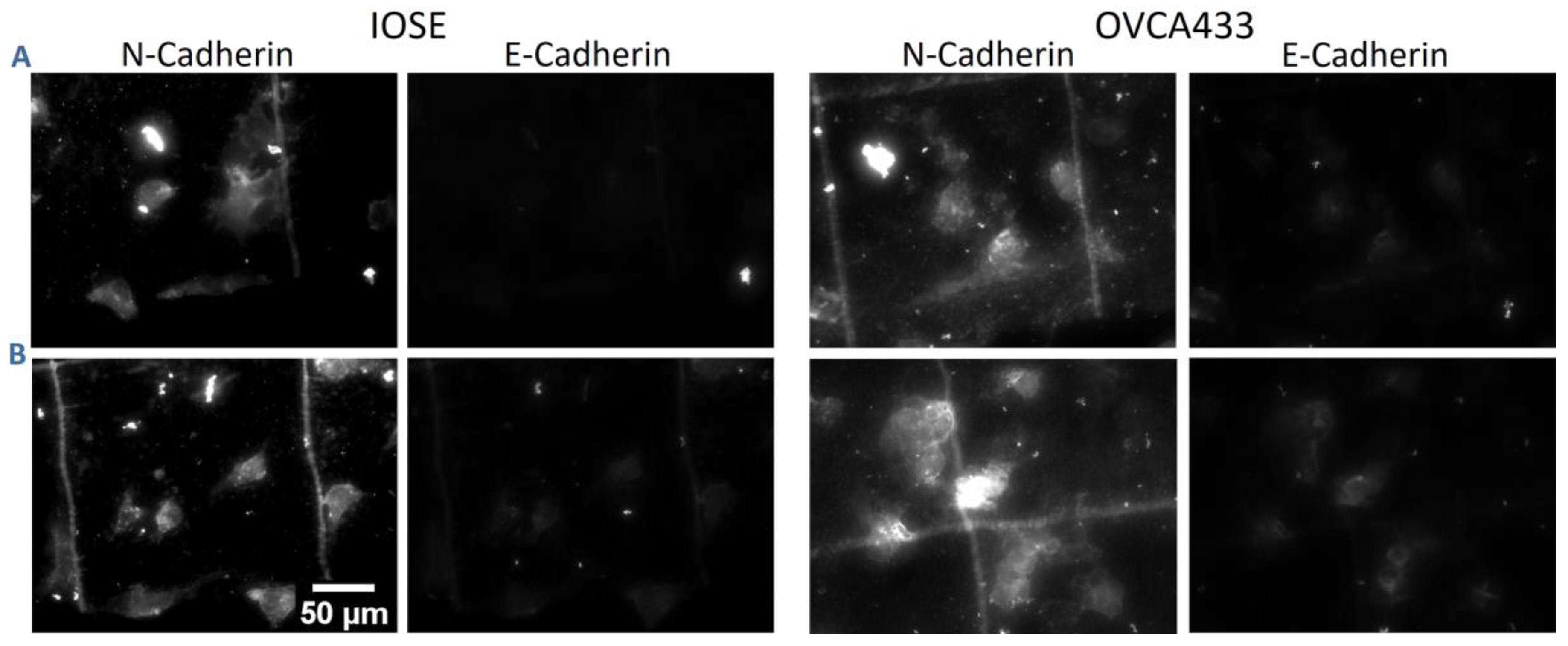 Cancers 12 01390 g010 Cancers 12 01390 g010