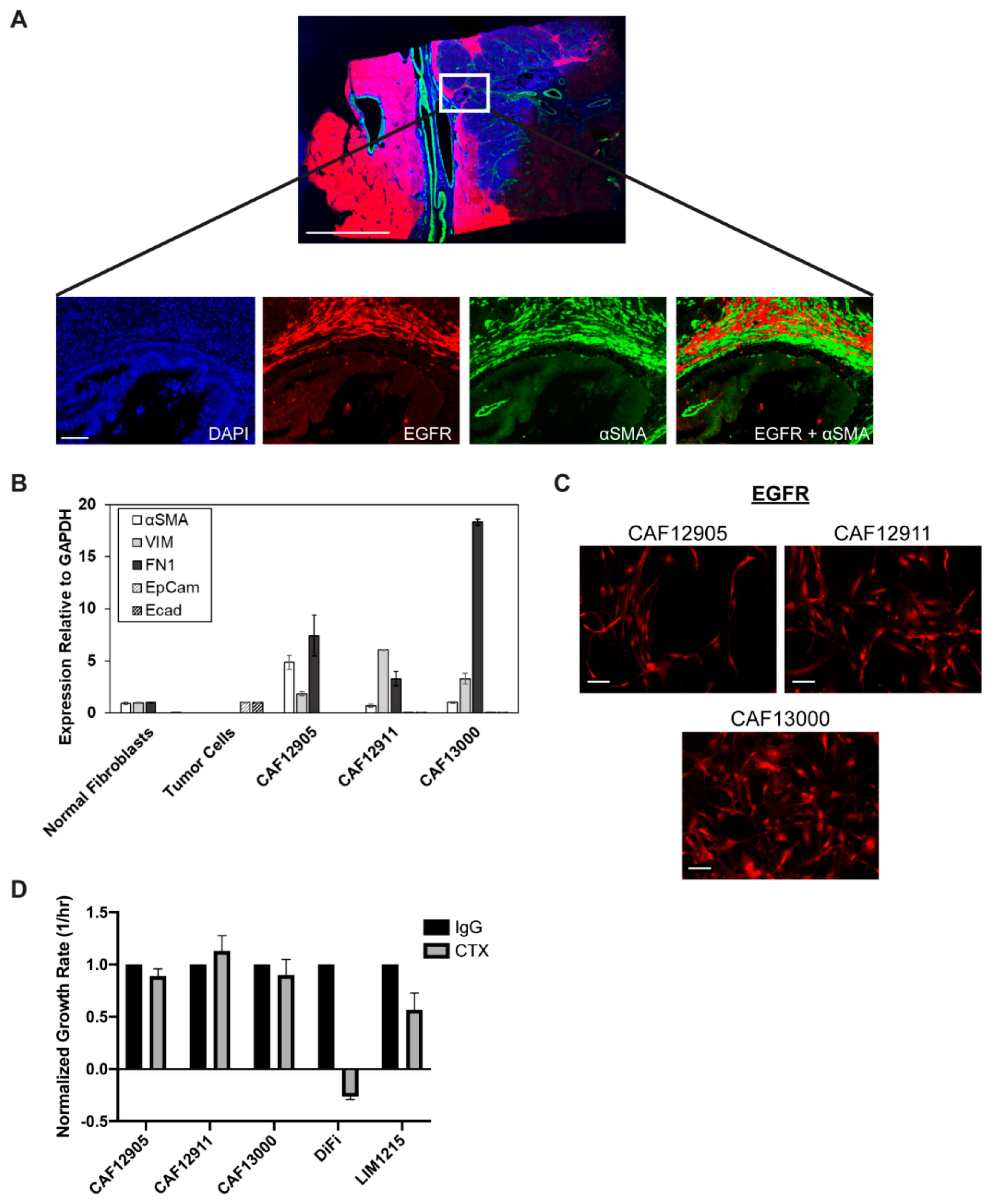 Cancers 12 01393 g001 Cancers 12 01393 g001
