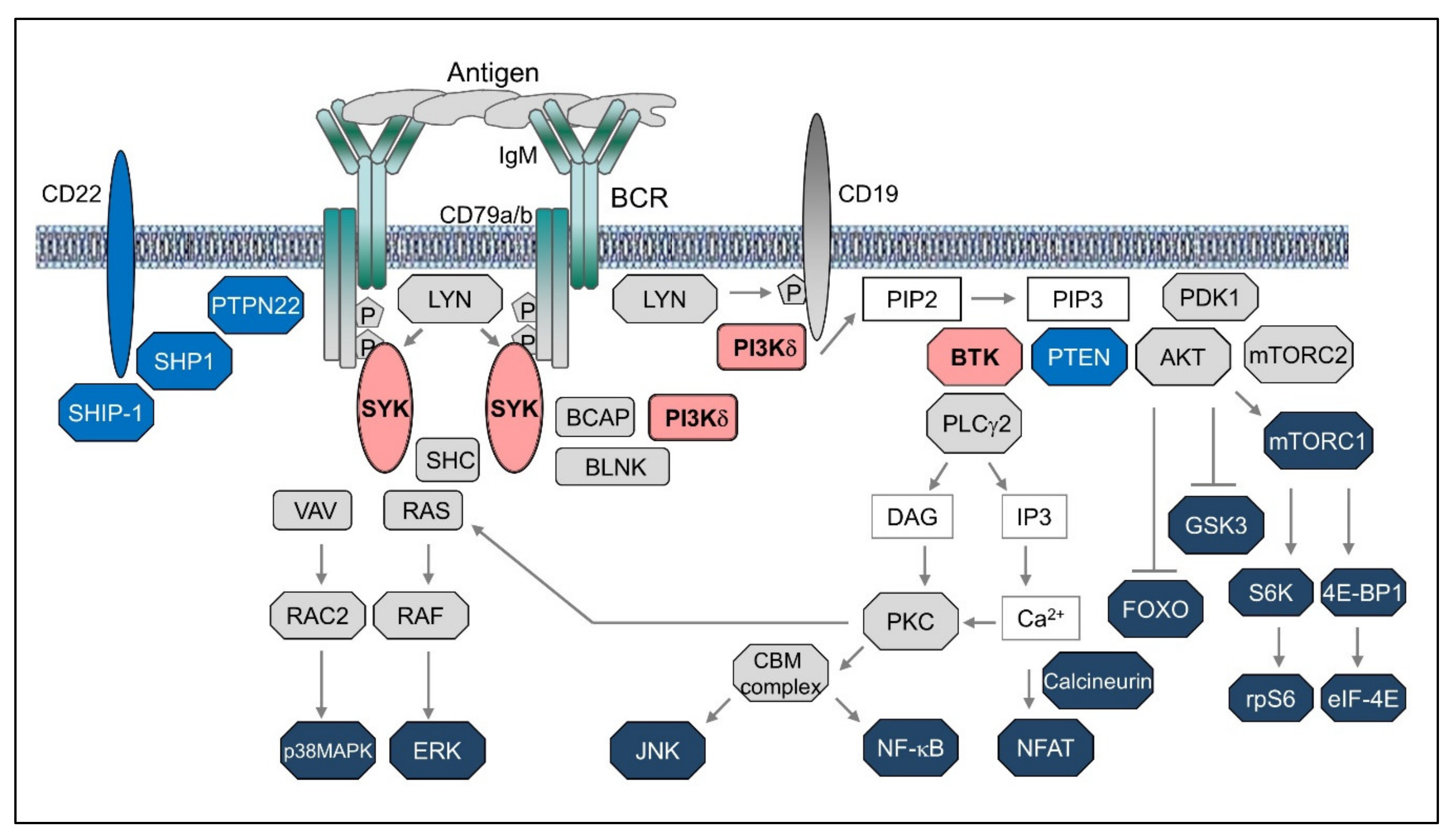 B Cell Receptor Complex