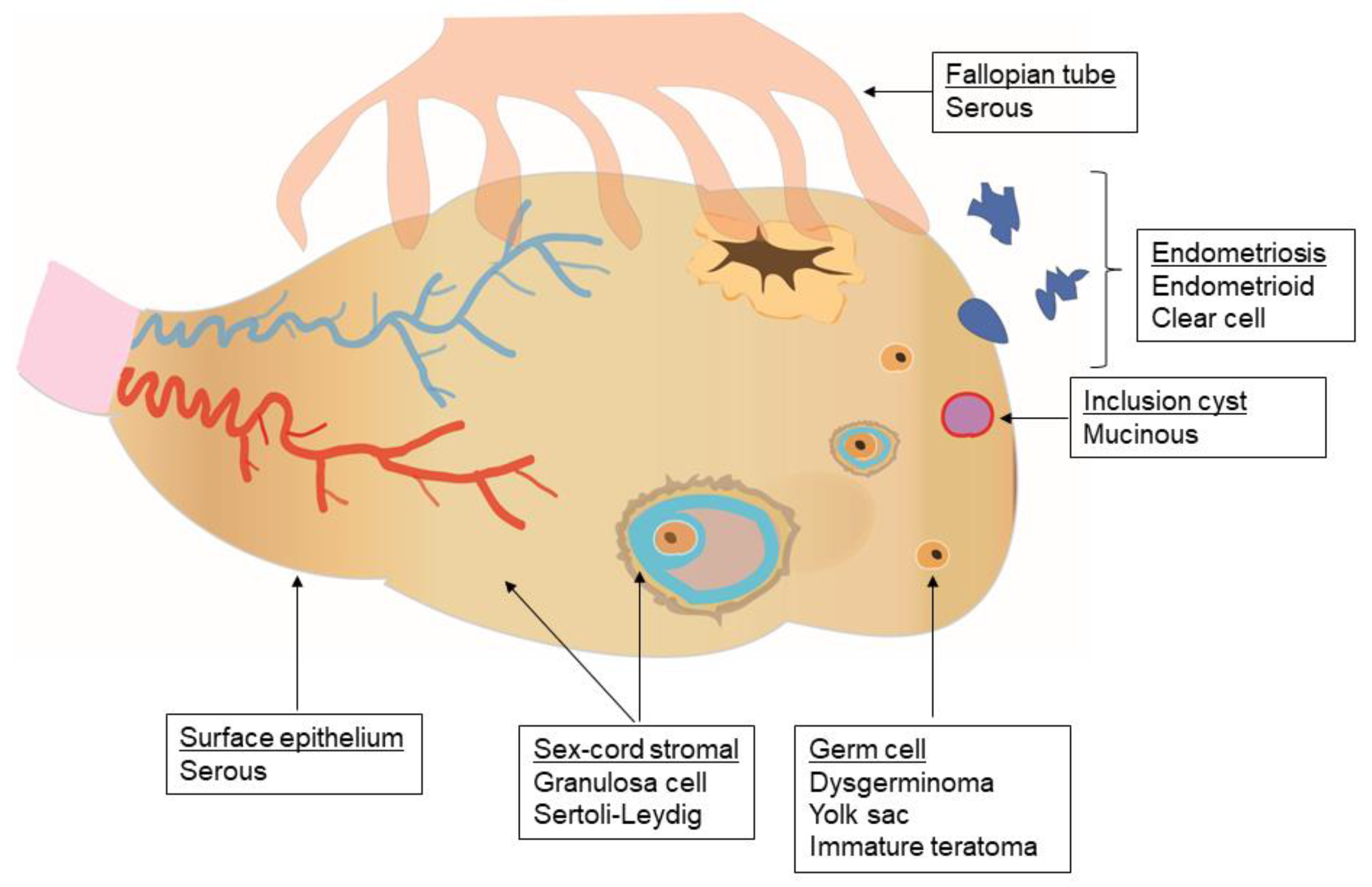 Cancers | Free Full-Text | Molecular Pathways and Targeted Therapies